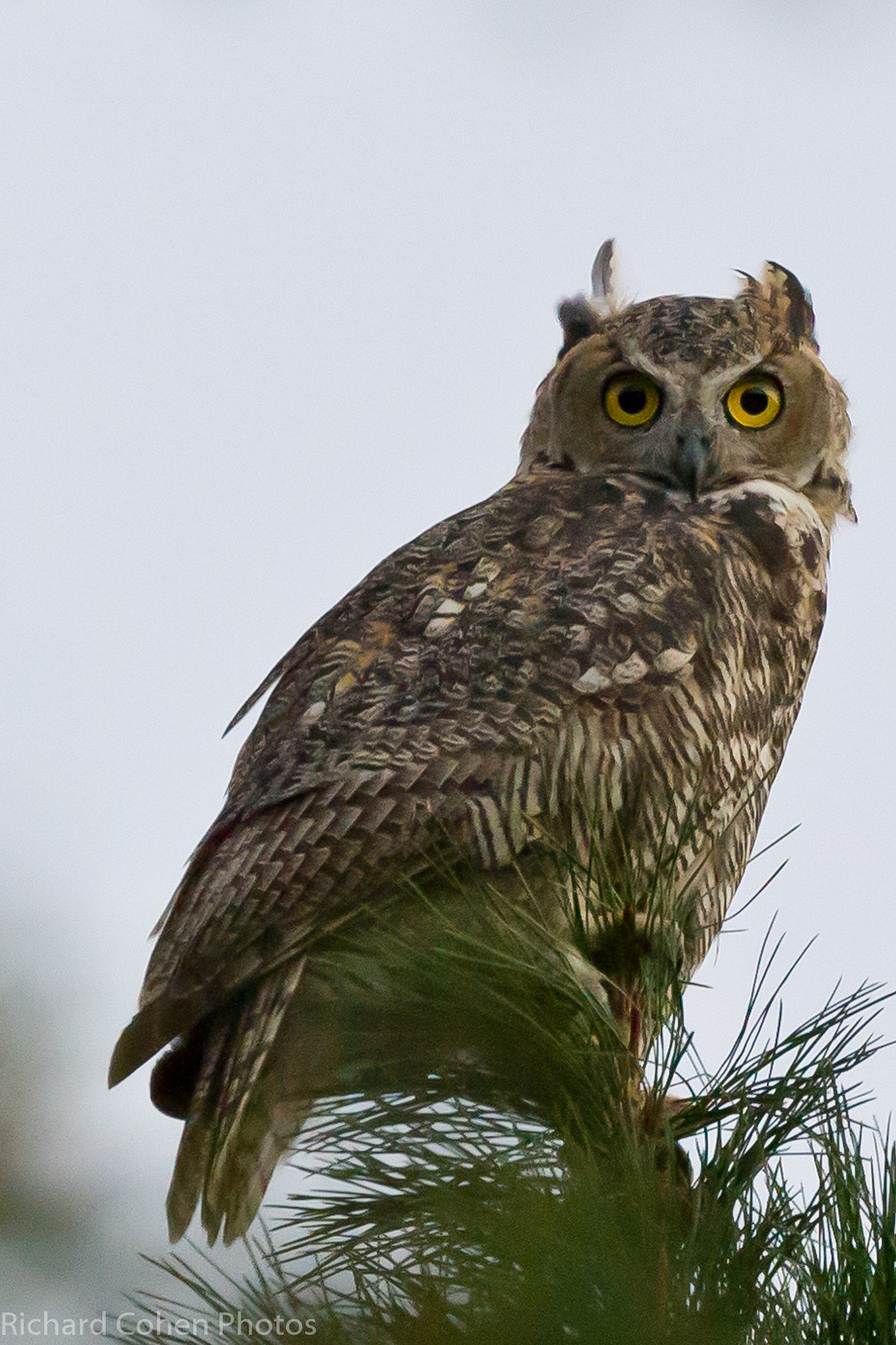 Nikon D3S + Nikon AF-S Nikkor 500mm F4G ED VR sample photo. Big eyes.... photography