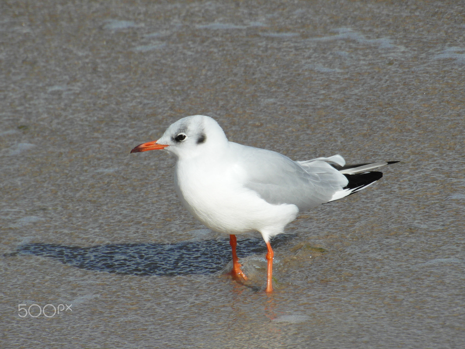 Samsung WB750 sample photo. Seagull observes camera photography