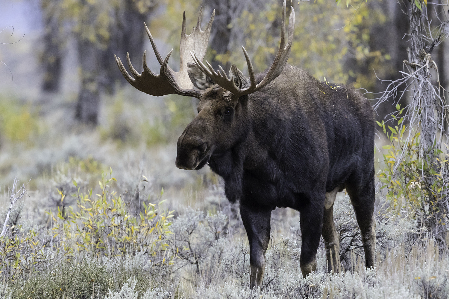 Canon EOS 7D Mark II sample photo. Bull moose photography