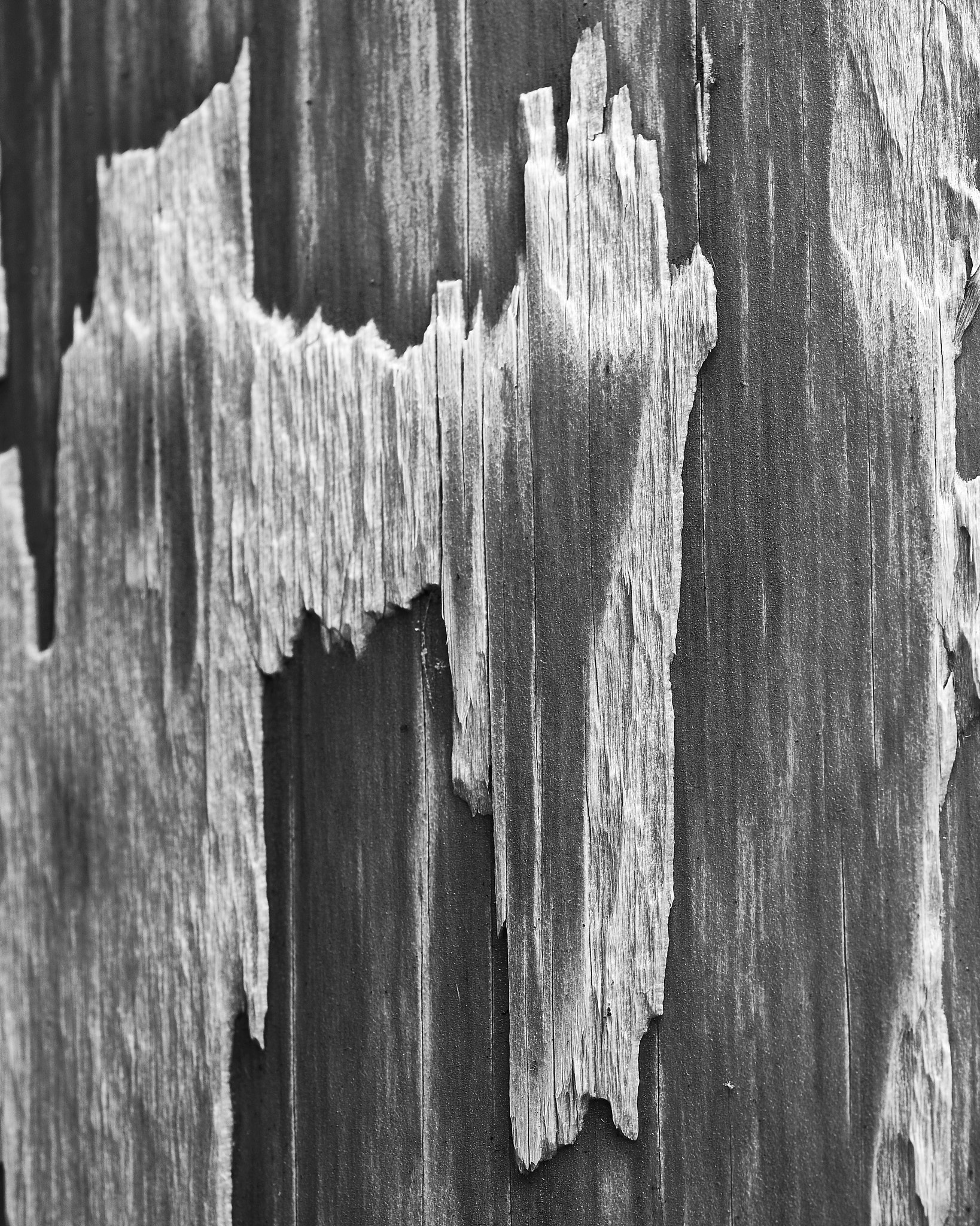 Nikon AF Micro-Nikkor 60mm F2.8D sample photo. Wood grain detail 2 photography