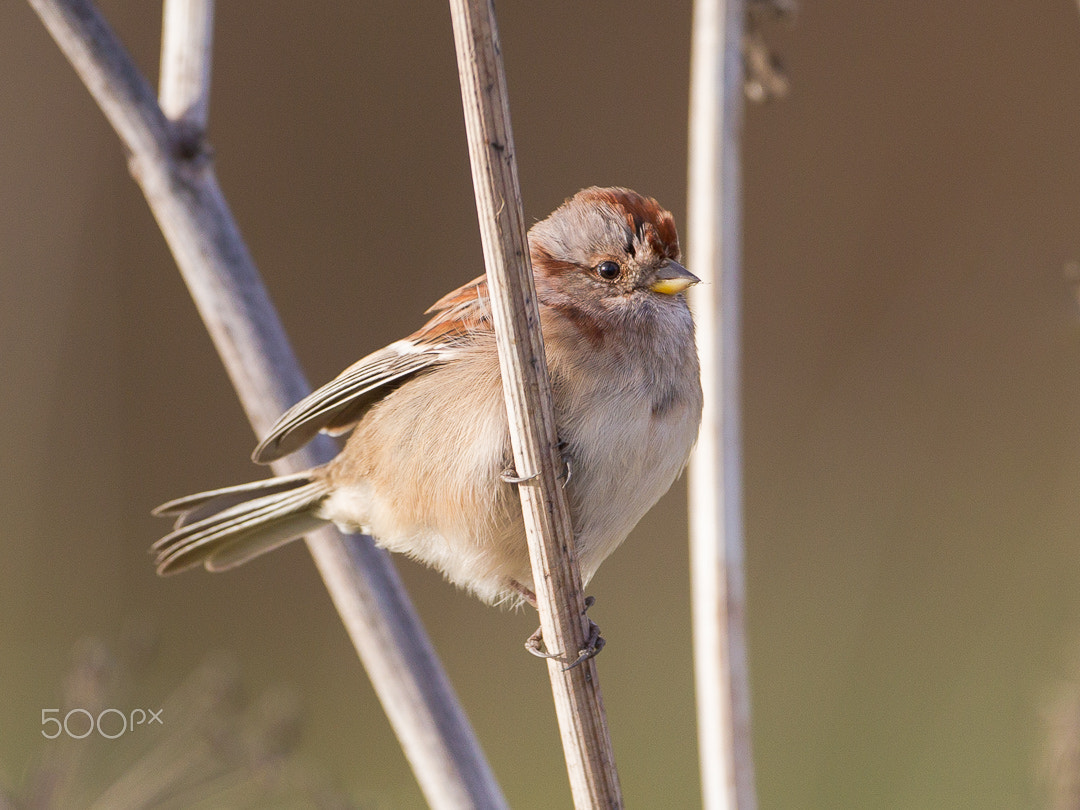 Canon EF 500mm F4L IS USM sample photo. American tree sparrow photography
