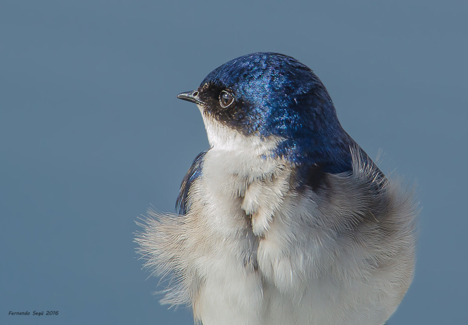 Nikon D7000 + Sigma 50-500mm F4.5-6.3 DG OS HSM sample photo. Chilean swallow photography