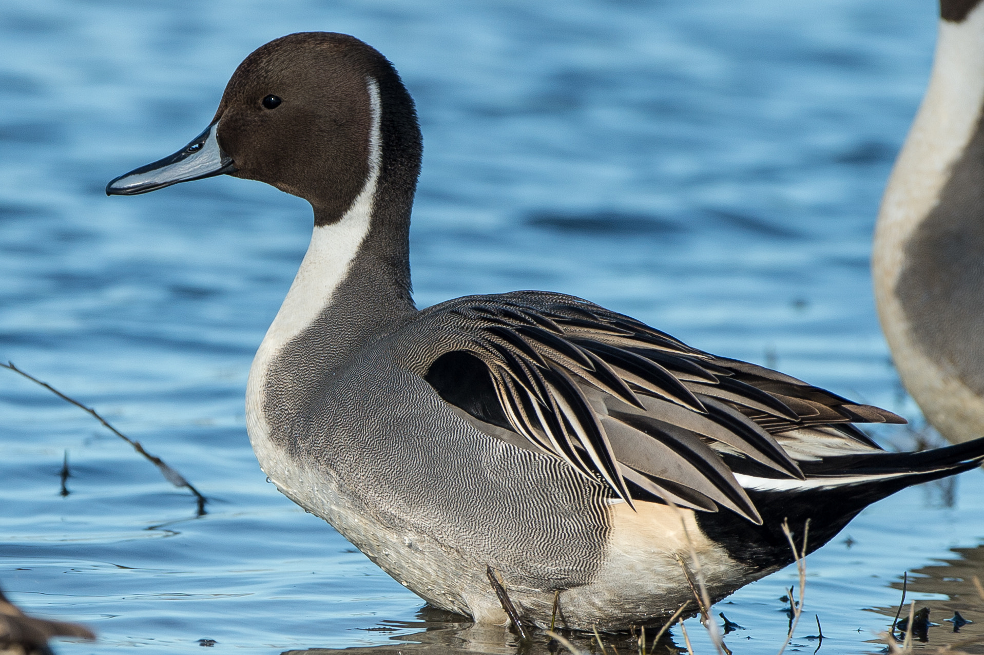 Nikon D4 + Nikon AF-S Nikkor 500mm F4G ED VR sample photo. Northern pintail photography