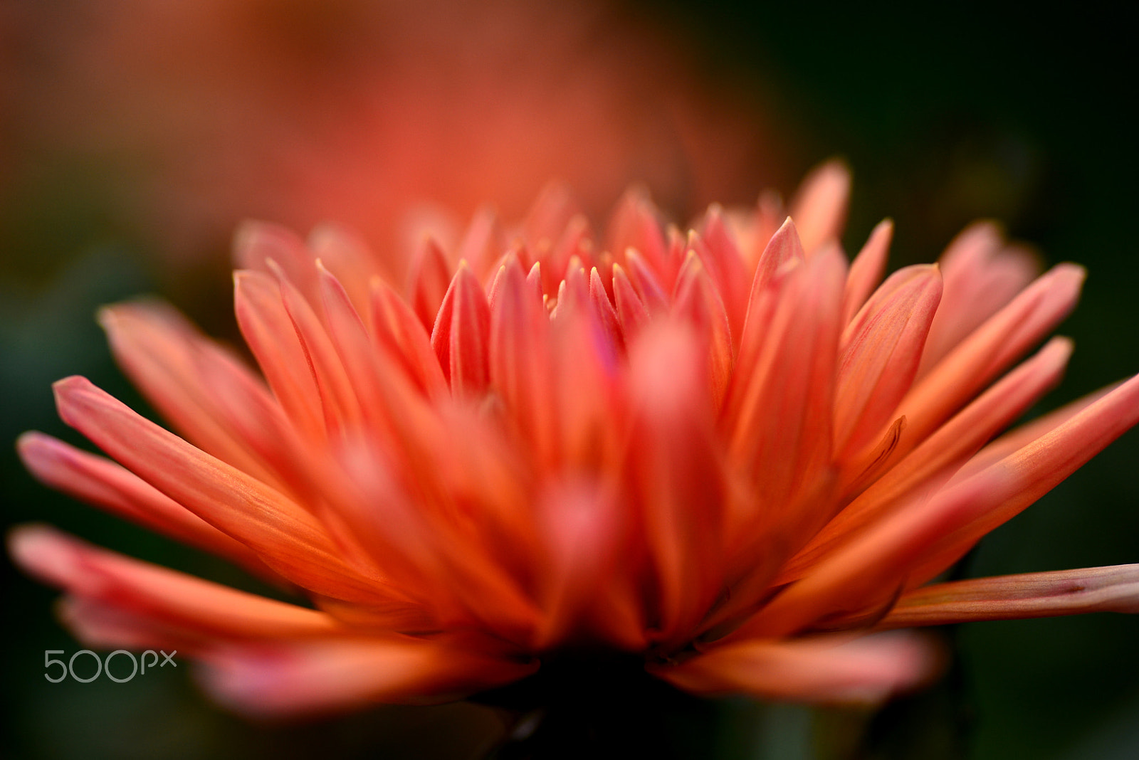 Nikon D600 sample photo. Orange dahlia photography