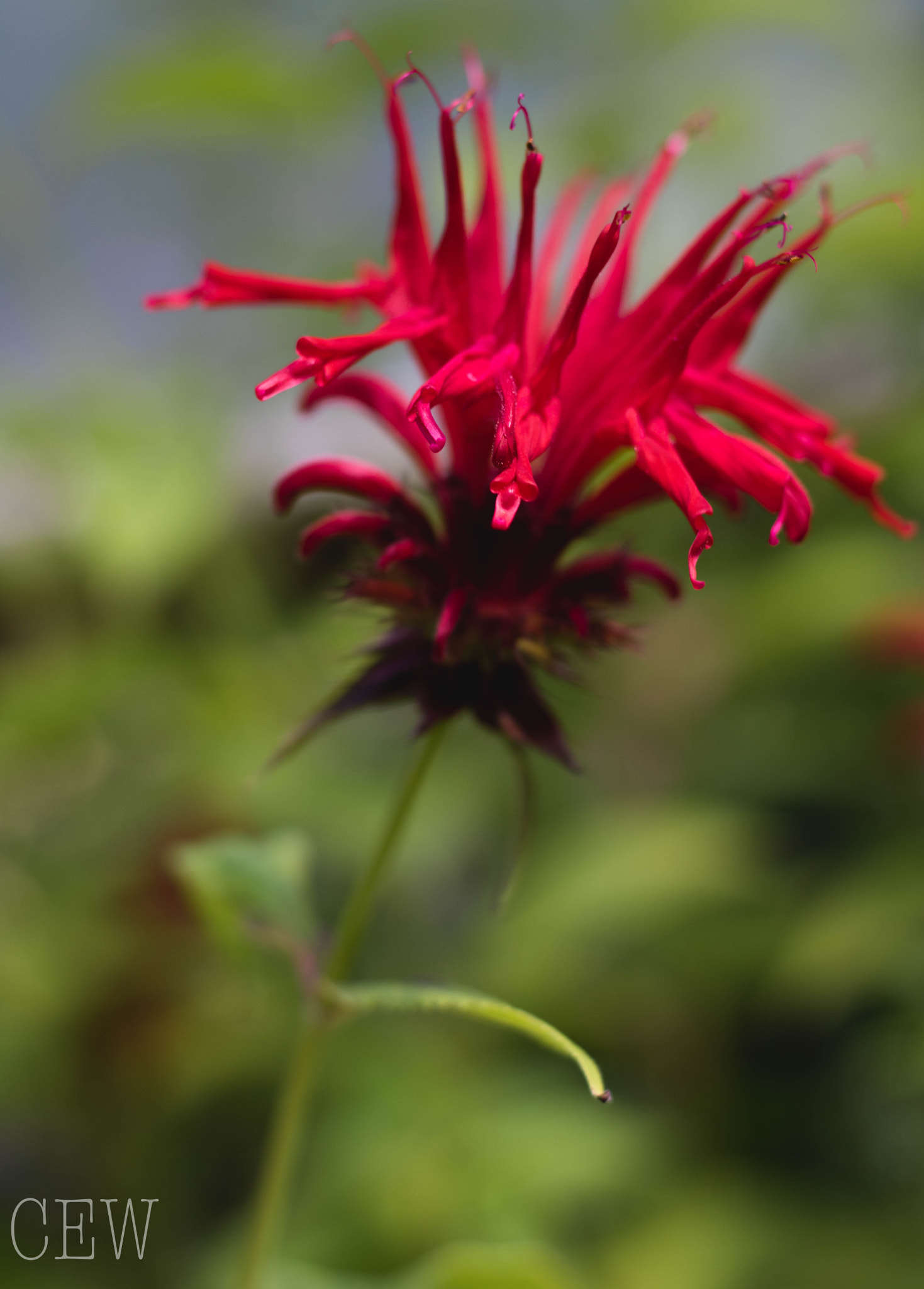 Canon EOS 760D (EOS Rebel T6s / EOS 8000D) sample photo. Jacob's cline bee balm photography