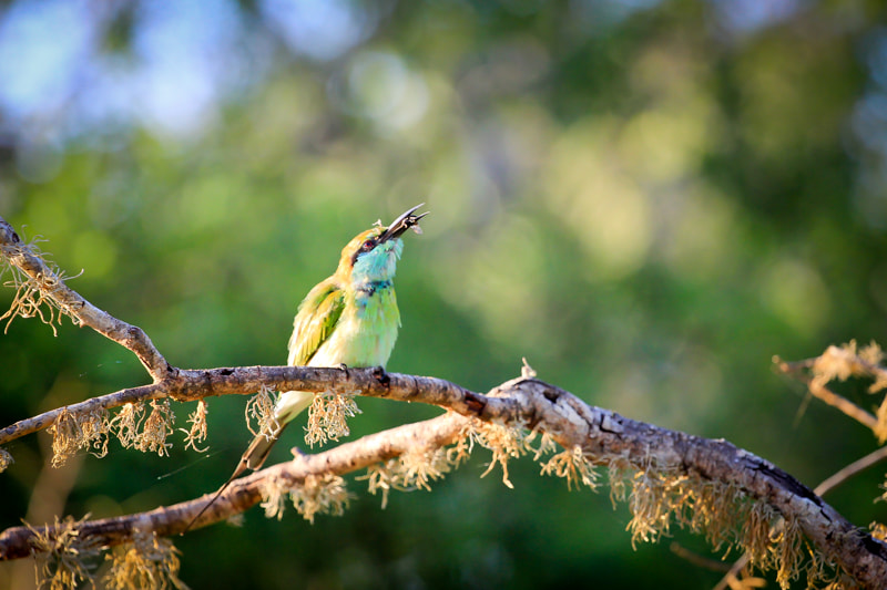 Canon EOS 550D (EOS Rebel T2i / EOS Kiss X4) sample photo. Bee eater at yala national park photography