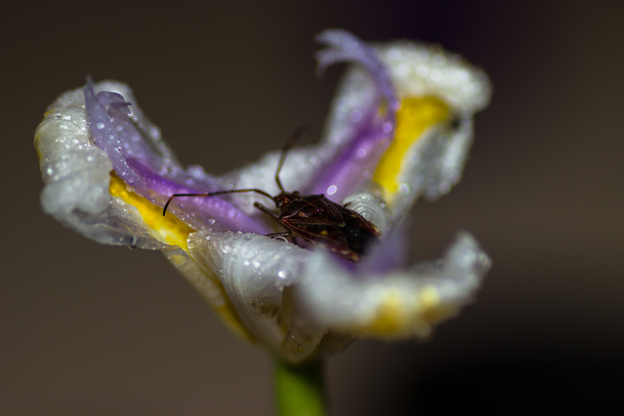 Canon EOS 600D (Rebel EOS T3i / EOS Kiss X5) + Tamron SP AF 90mm F2.8 Di Macro sample photo. Img photography