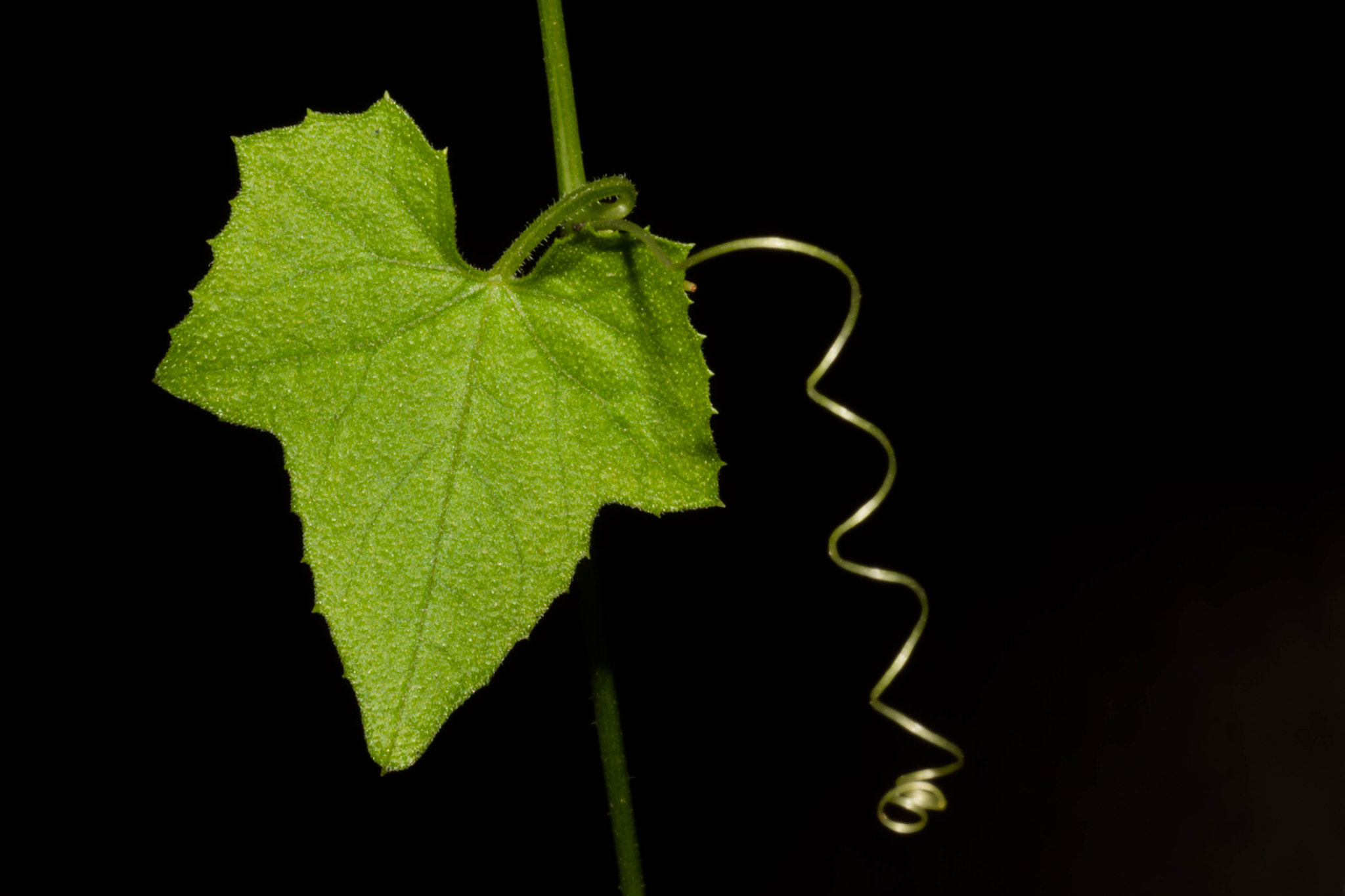 Sony SLT-A68 + MACRO 50mm F2.8 sample photo. English ivy photography