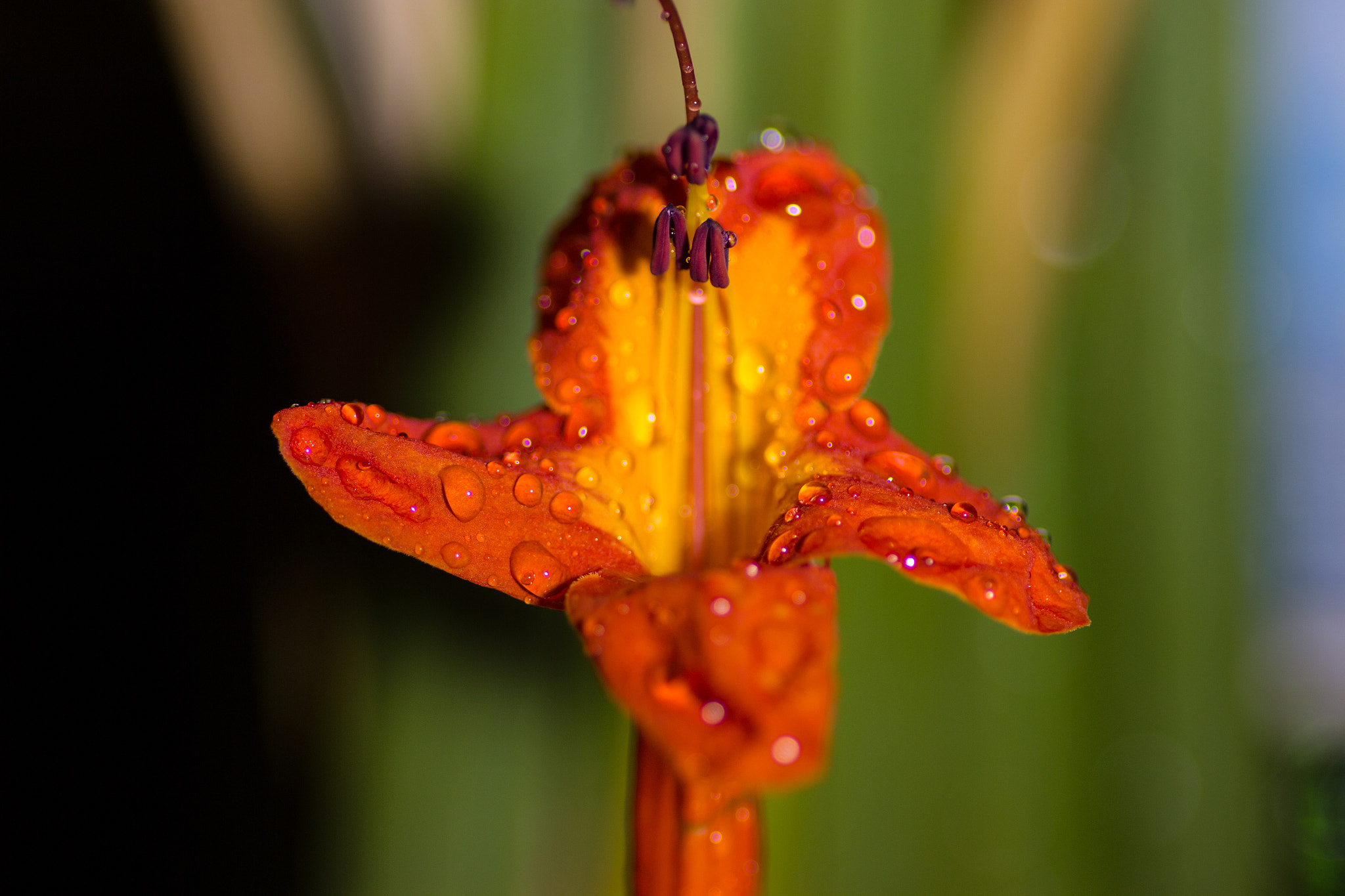 Canon EOS 600D (Rebel EOS T3i / EOS Kiss X5) + Tamron SP AF 90mm F2.8 Di Macro sample photo. Img photography