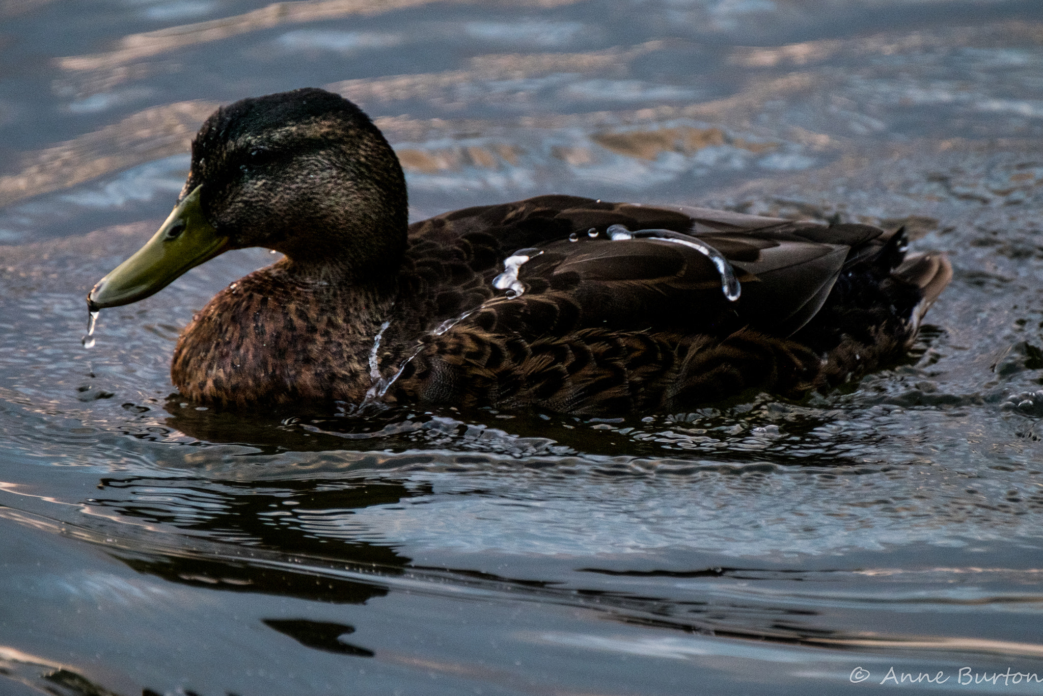 XF100-400mmF4.5-5.6 R LM OIS WR + 1.4x sample photo. Dripping wet photography