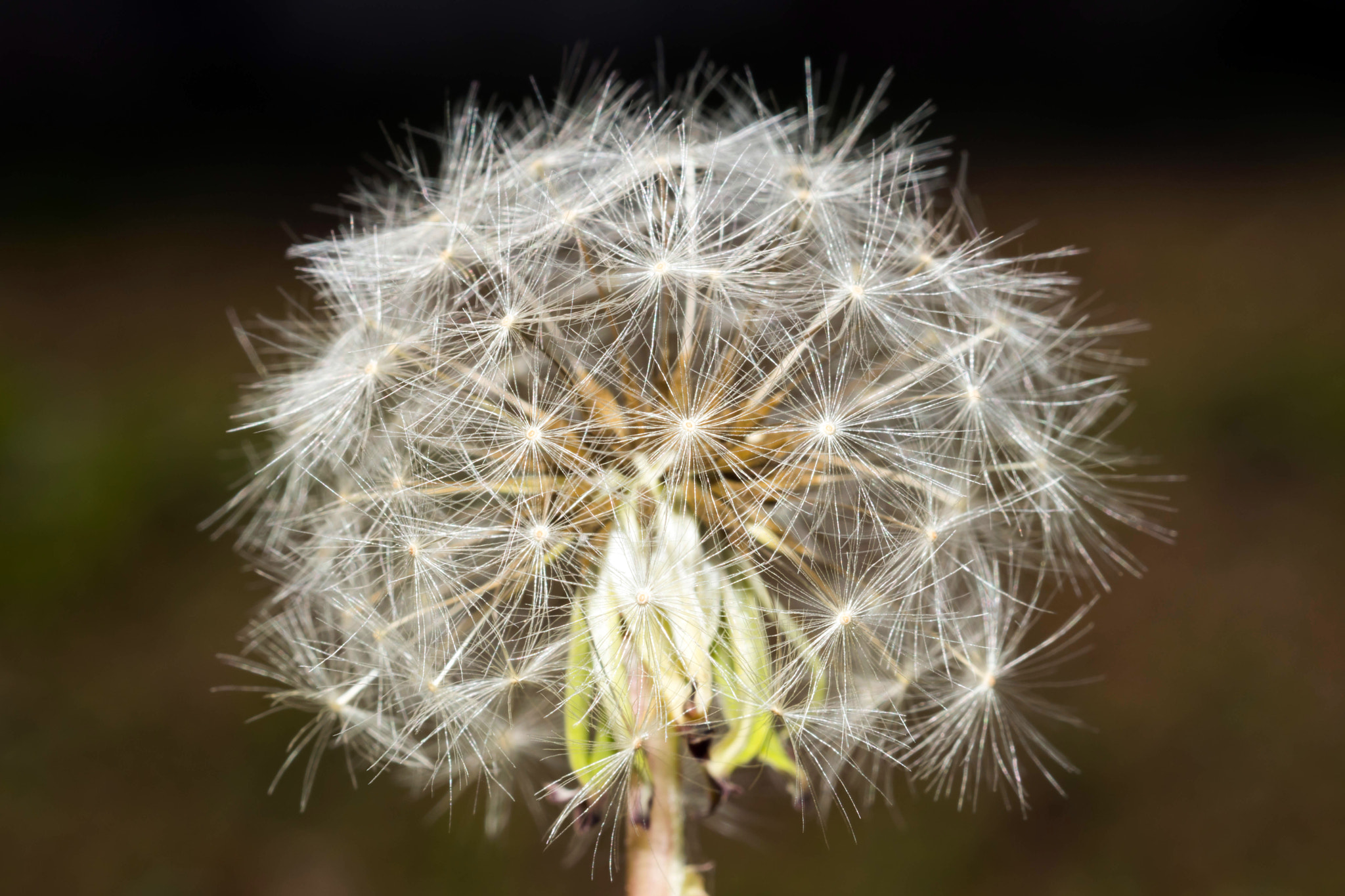 Sony SLT-A68 + MACRO 50mm F2.8 sample photo. Dandelion photography