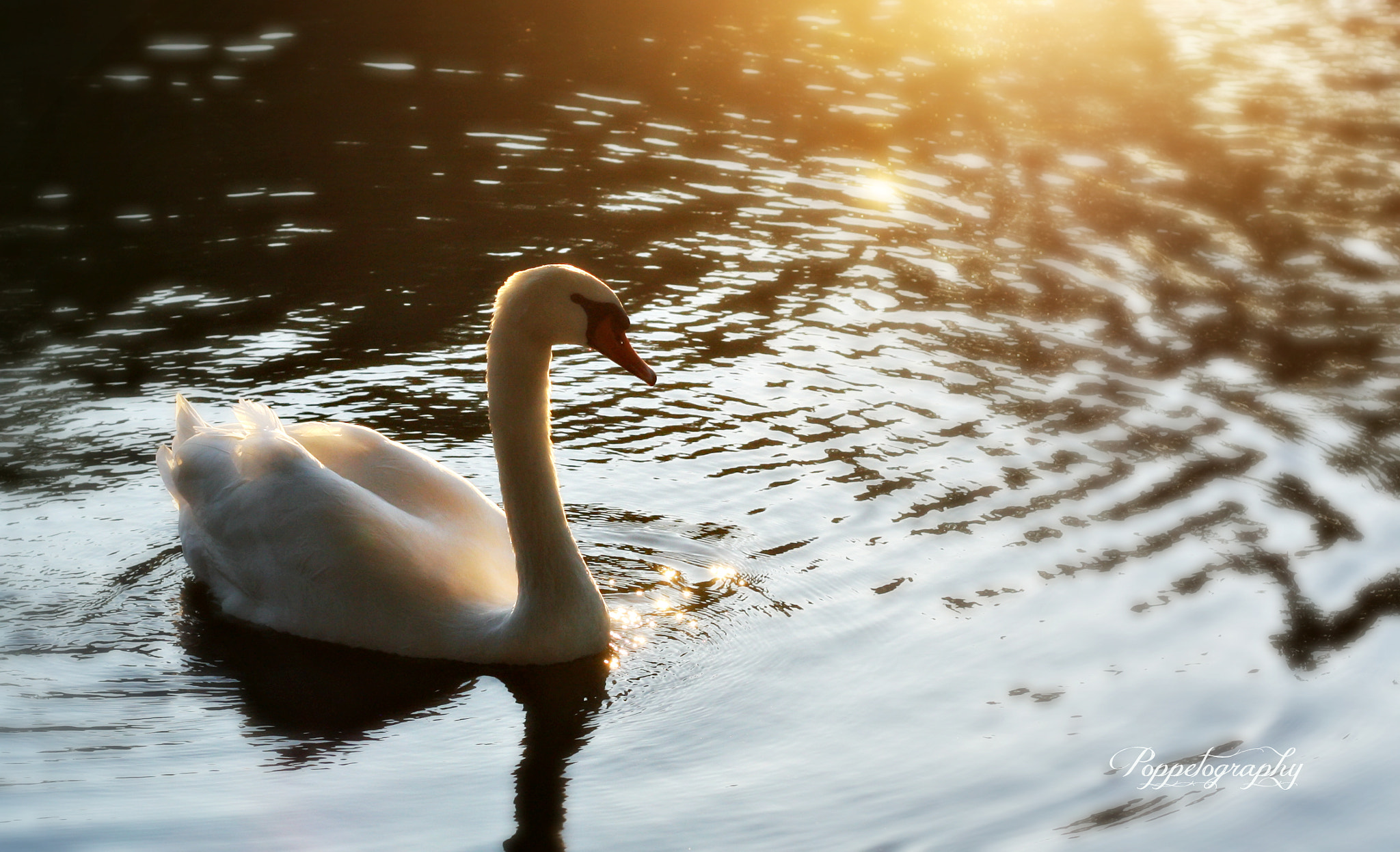 Canon EOS 450D (EOS Rebel XSi / EOS Kiss X2) sample photo. Swan in autumn photography