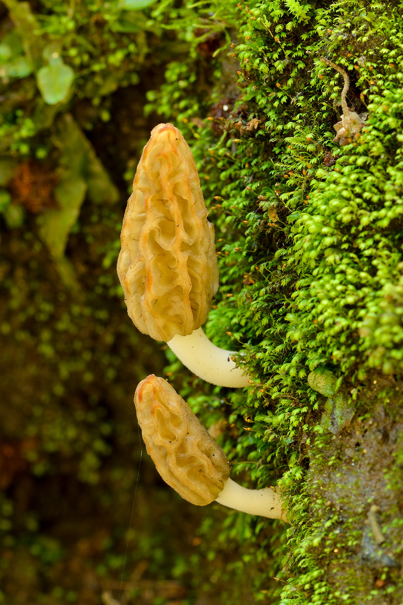 Nikon D600 + Nikon AF Micro-Nikkor 200mm F4D ED-IF sample photo. Mudo fungi photography