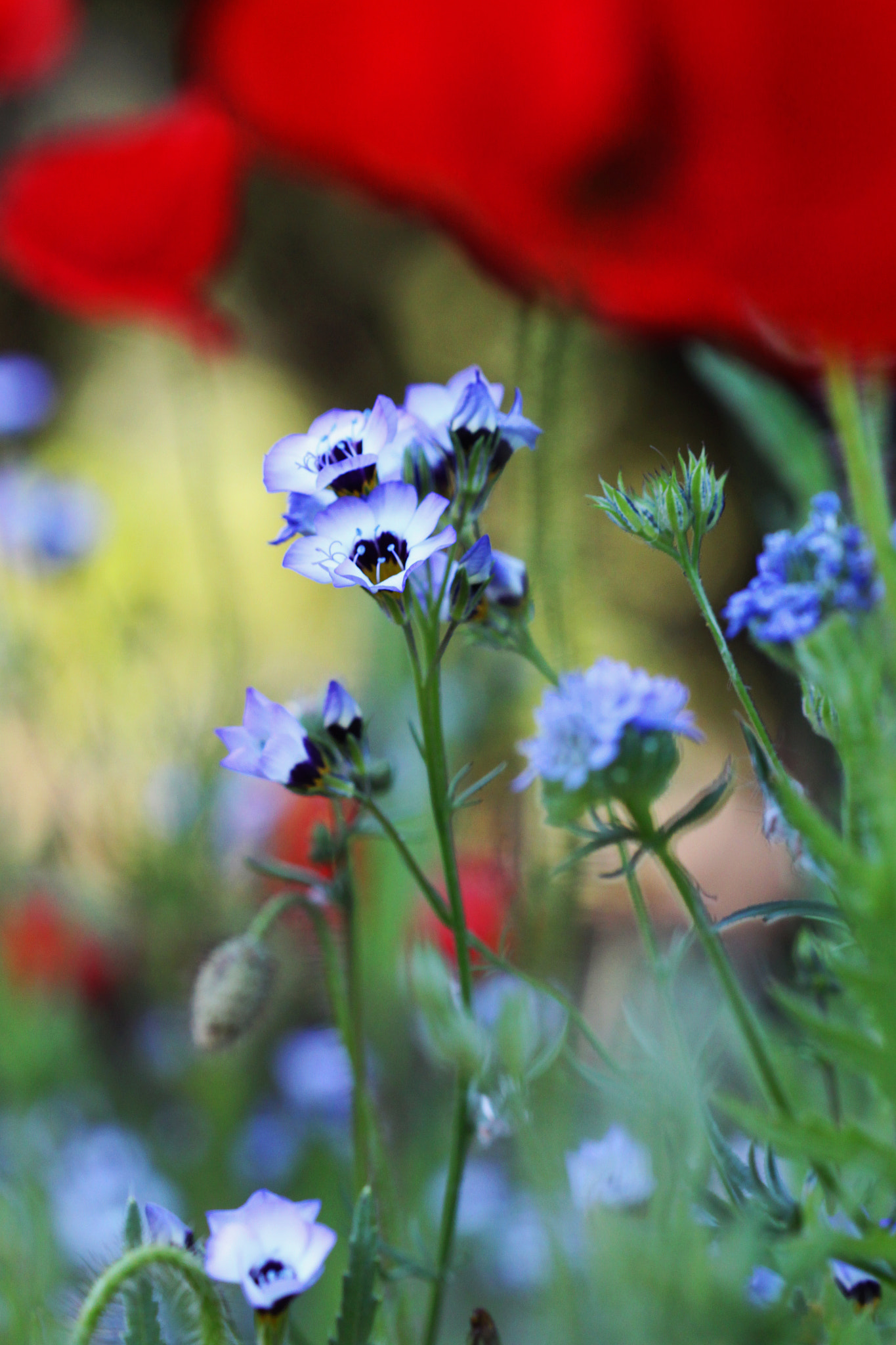 Canon EF 100mm F2.8 Macro USM sample photo. Light and color photography
