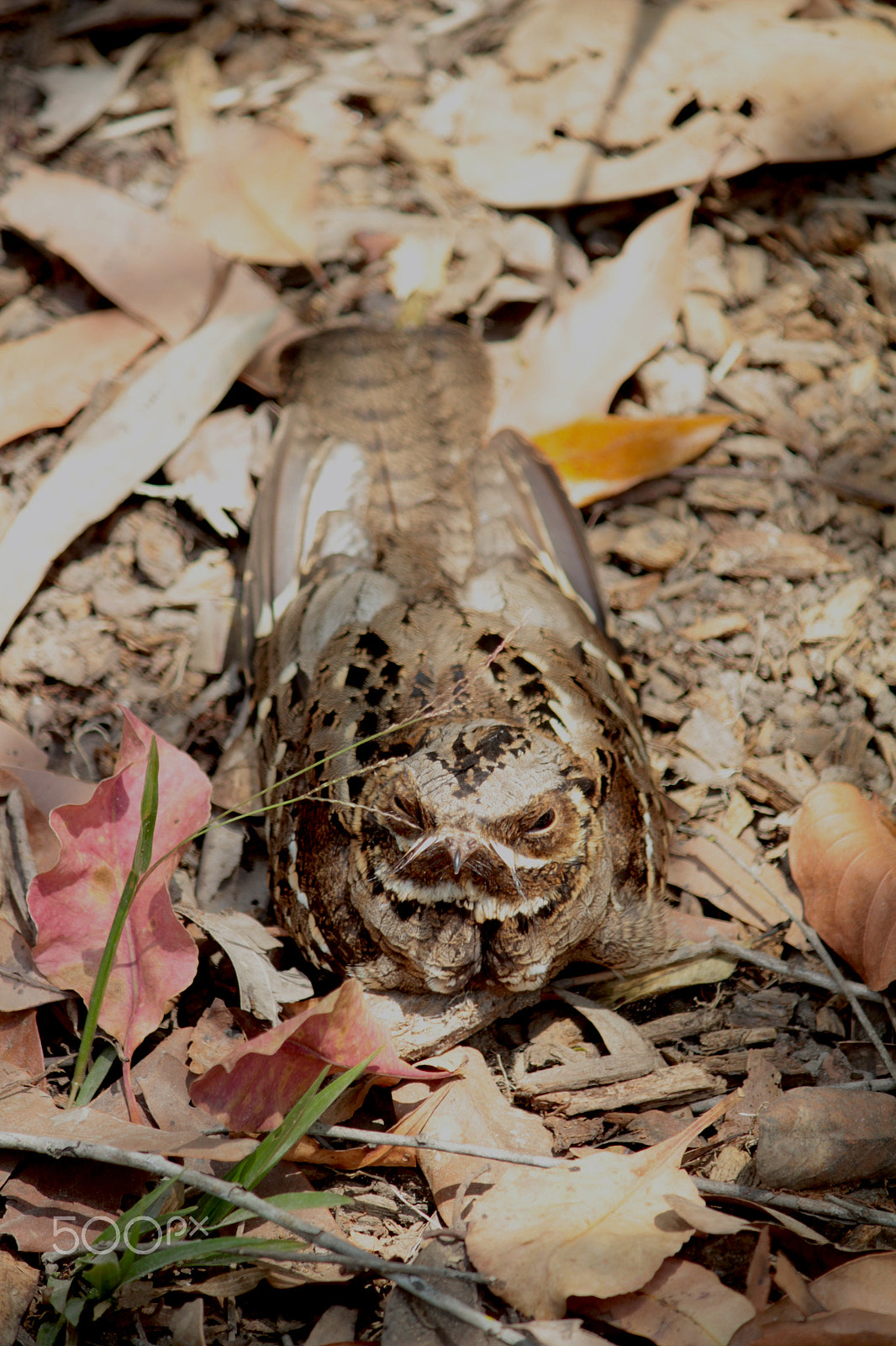 Canon EF-S 55-250mm F4-5.6 IS sample photo. Spotted nightjar photography
