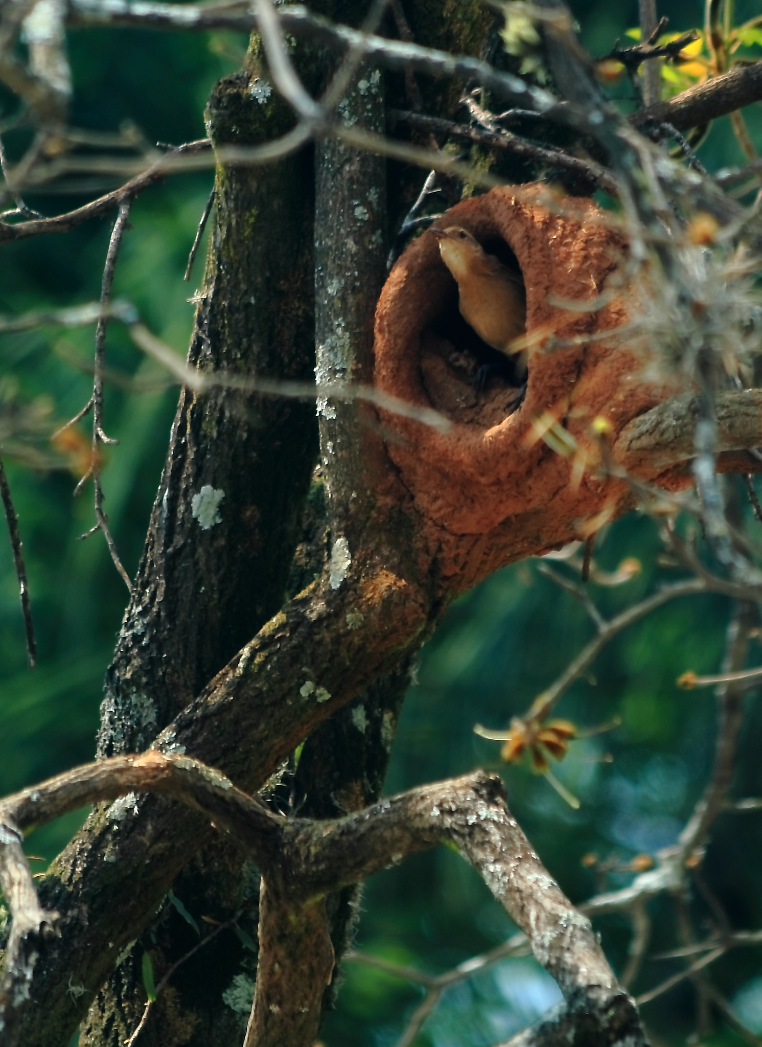 Canon EF 70-300mm F4-5.6 IS USM sample photo. Home sweet home photography