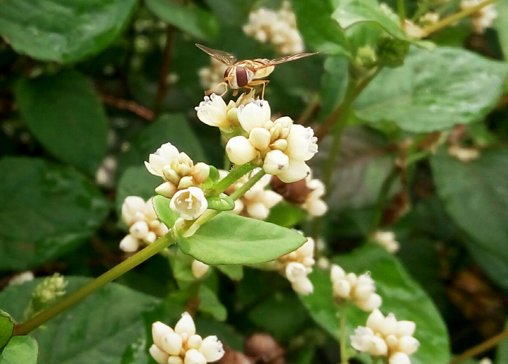 Meizu m1 note sample photo. Mosquito, gathering honey photography