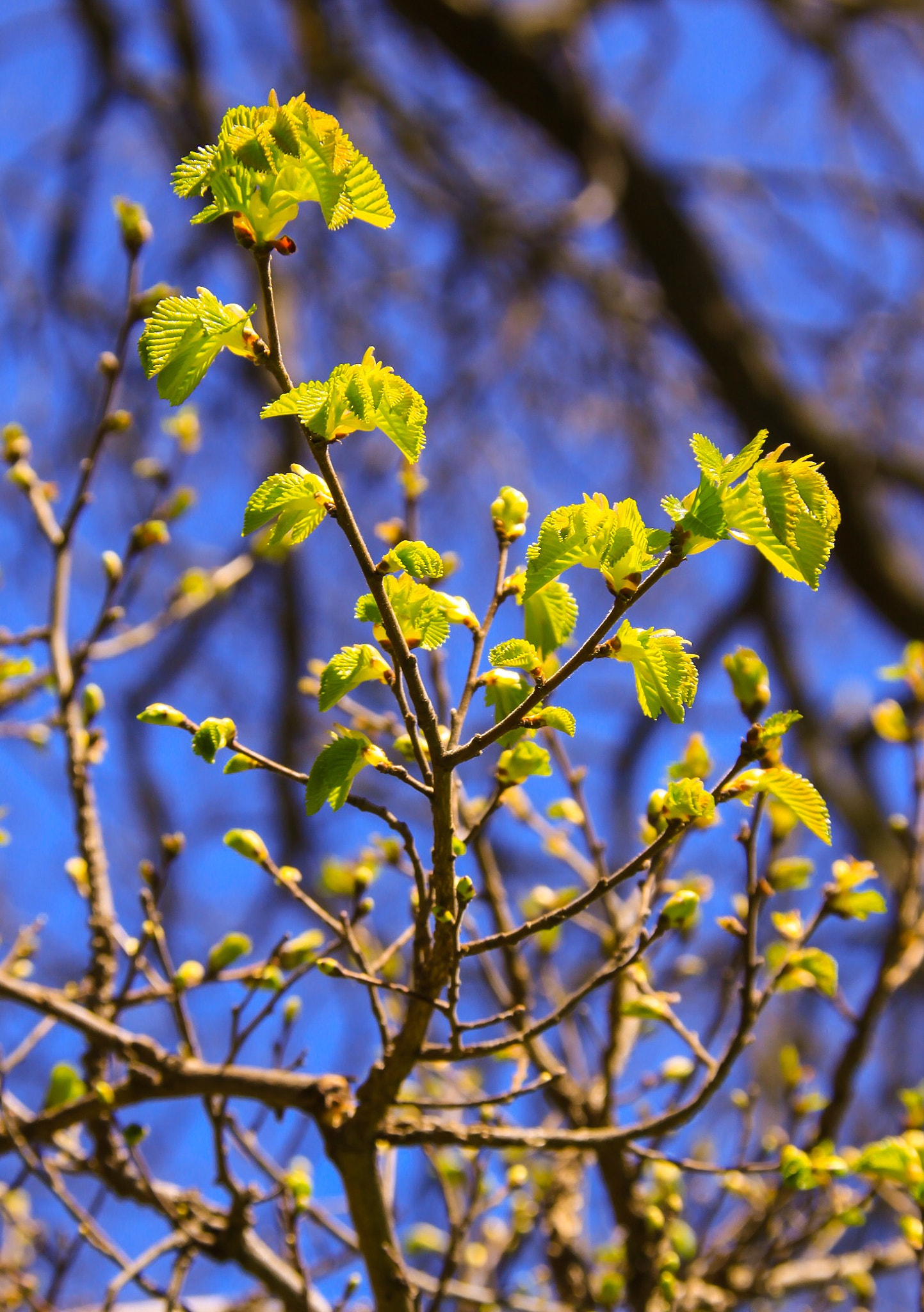 Canon 18-200mm sample photo. Younglings photography