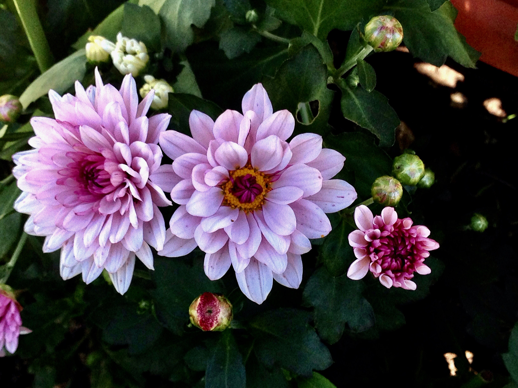 Apple iPhone5,2 sample photo. Dahlia 大丽花 photography