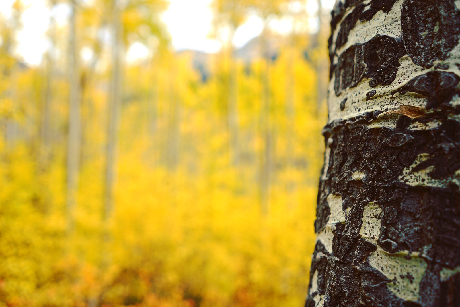 Sony a7 II + Sony FE 28mm F2 sample photo. Gold fall of independence pass, colorado photography