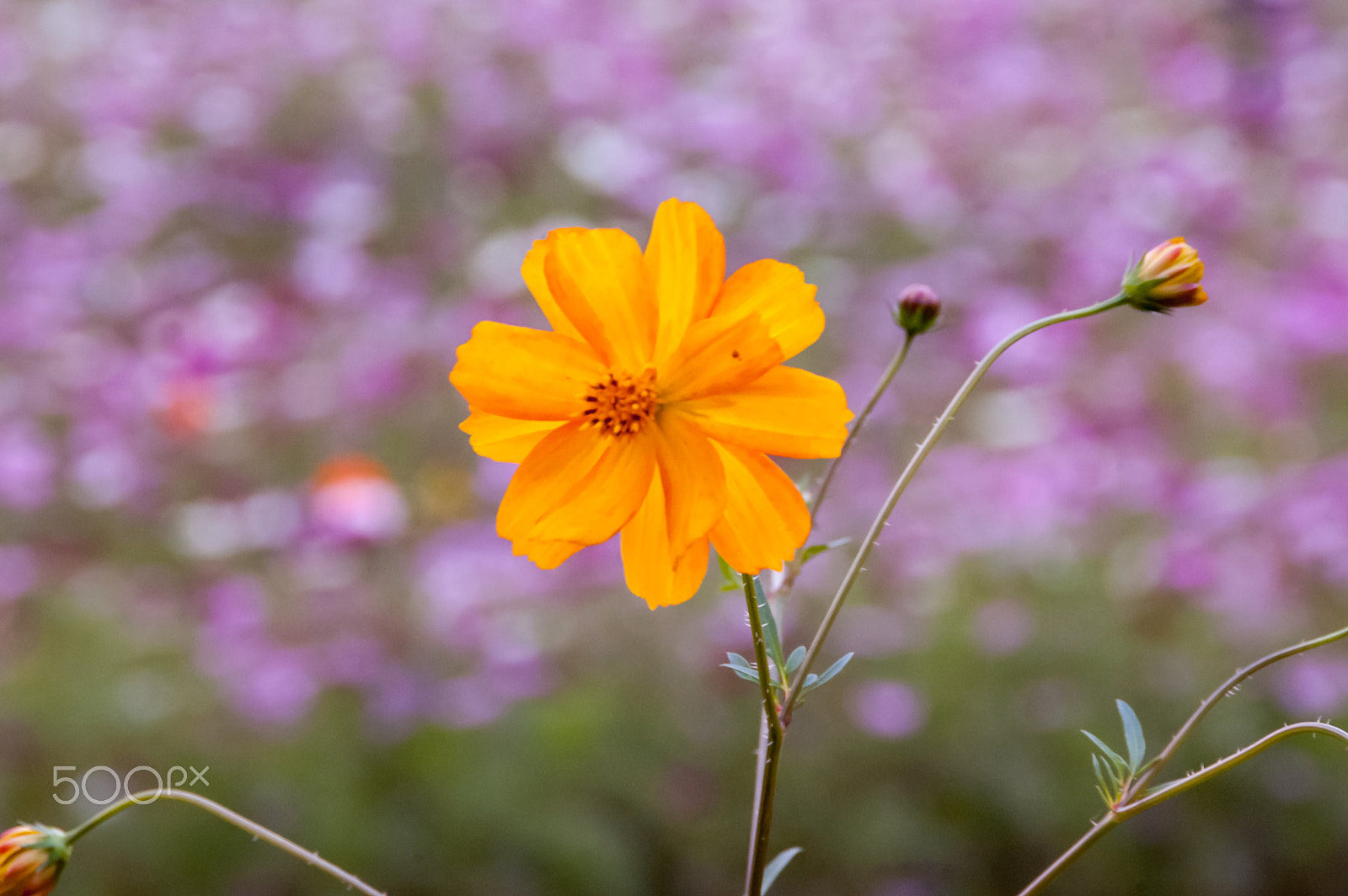 Nikon D50 sample photo. Cosmos photography