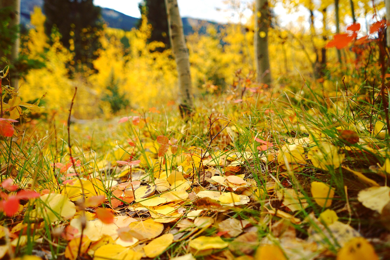Sony a7 II + Sony FE 28mm F2 sample photo. Gold fall of independence pass, colorado photography