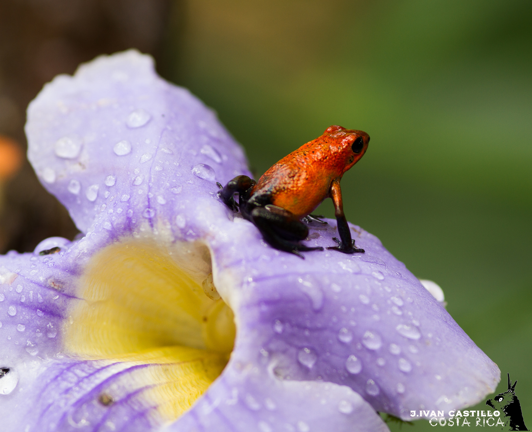 Canon EOS 7D + Sigma 105mm F2.8 EX DG Macro sample photo. Blue jeans poison frog photography