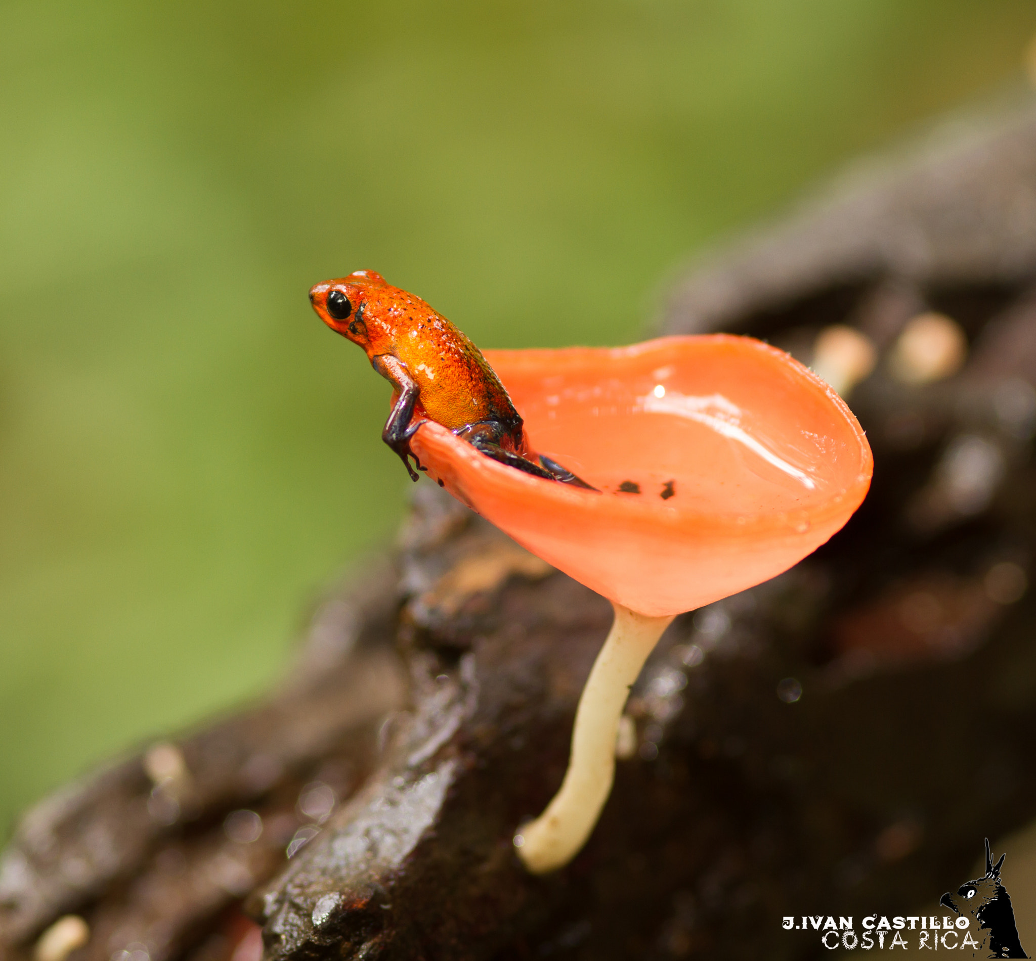 Canon EOS 7D + Sigma 105mm F2.8 EX DG Macro sample photo. Blue jeans poison frog photography