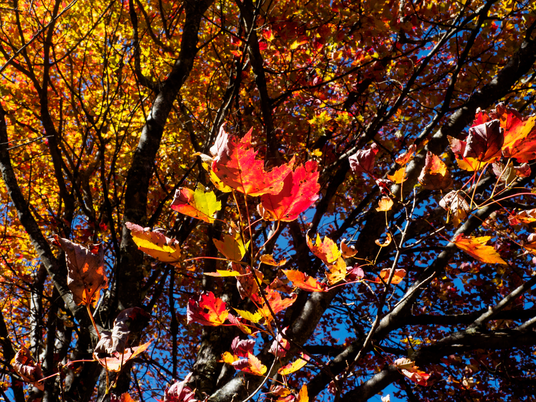 Olympus OM-D E-M10 + Olympus M.Zuiko Digital 17mm F2.8 Pancake sample photo. Sunlit fall colors photography