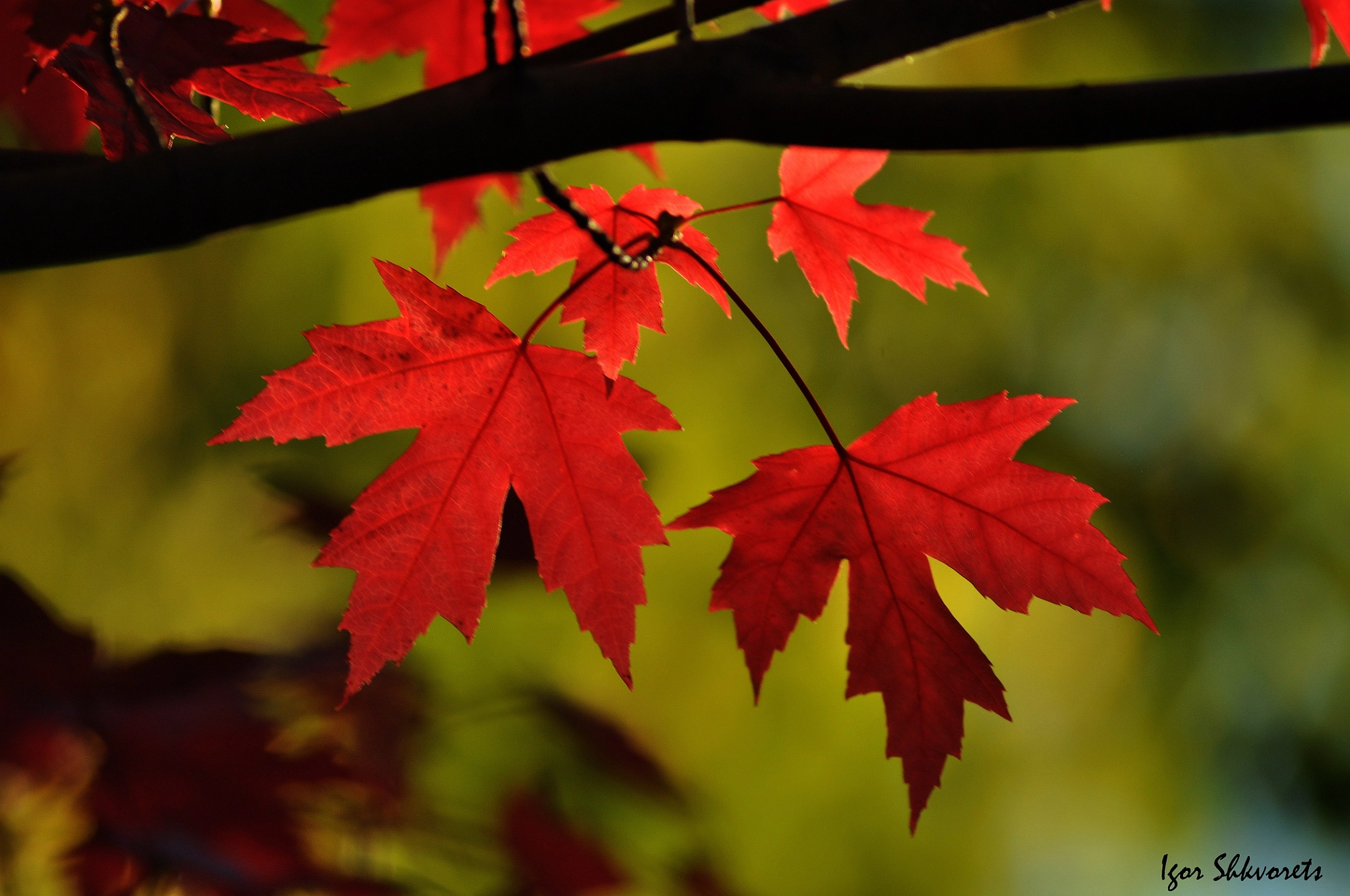 Nikon D90 + Sigma 70-300mm F4-5.6 APO Macro Super II sample photo. Red maple leaves photography