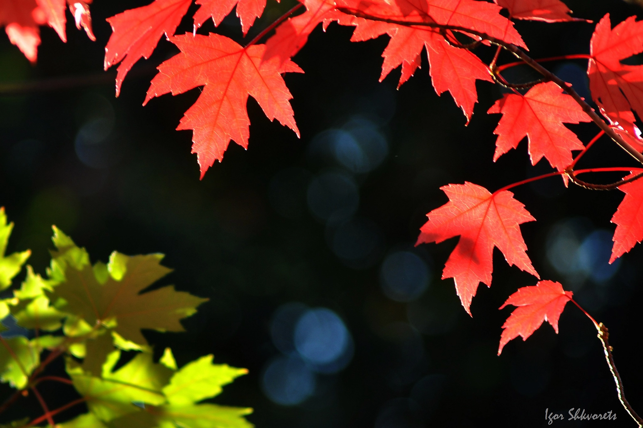 Nikon D90 + Sigma 70-300mm F4-5.6 APO Macro Super II sample photo. Red maple leaves photography