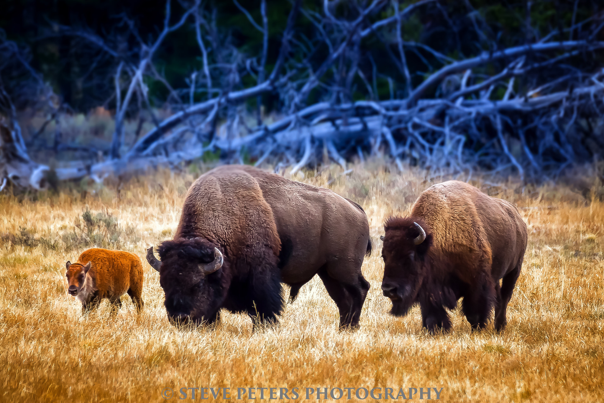 Sony Alpha DSLR-A850 sample photo. Bison family-yellowstone photography