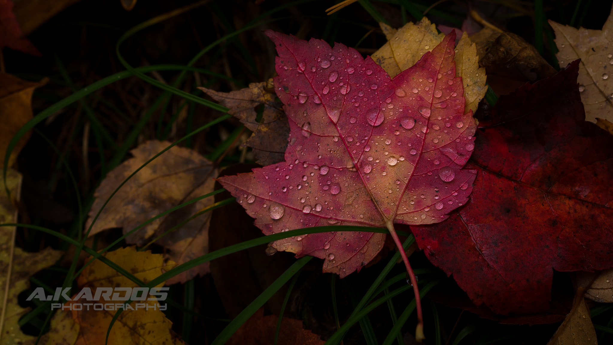 Canon EF 100mm F2.8 Macro USM sample photo. Autumn - ste-adèle photography
