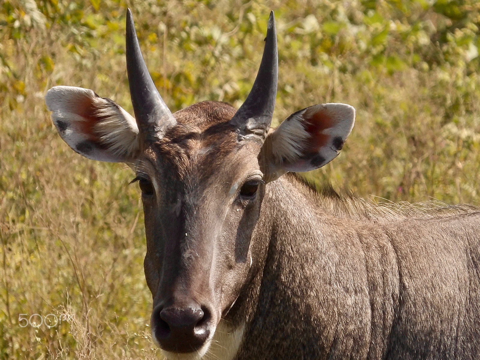 Ricoh PENTAX XG-1 sample photo. Neel gaye "nilgai" photography