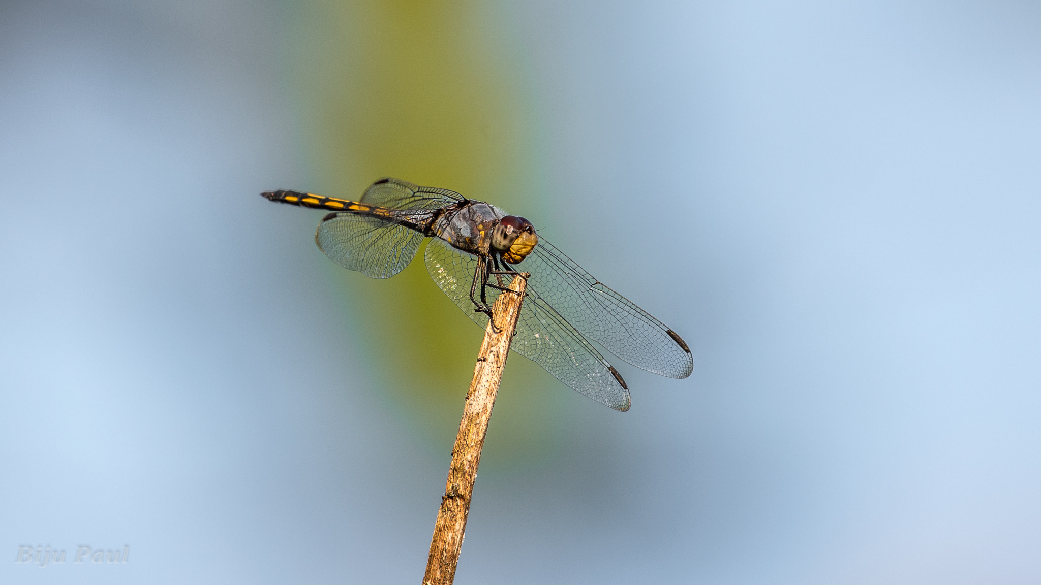 Nikon AF-S Nikkor 200-500mm F5.6E ED VR sample photo. Dragon fly photography