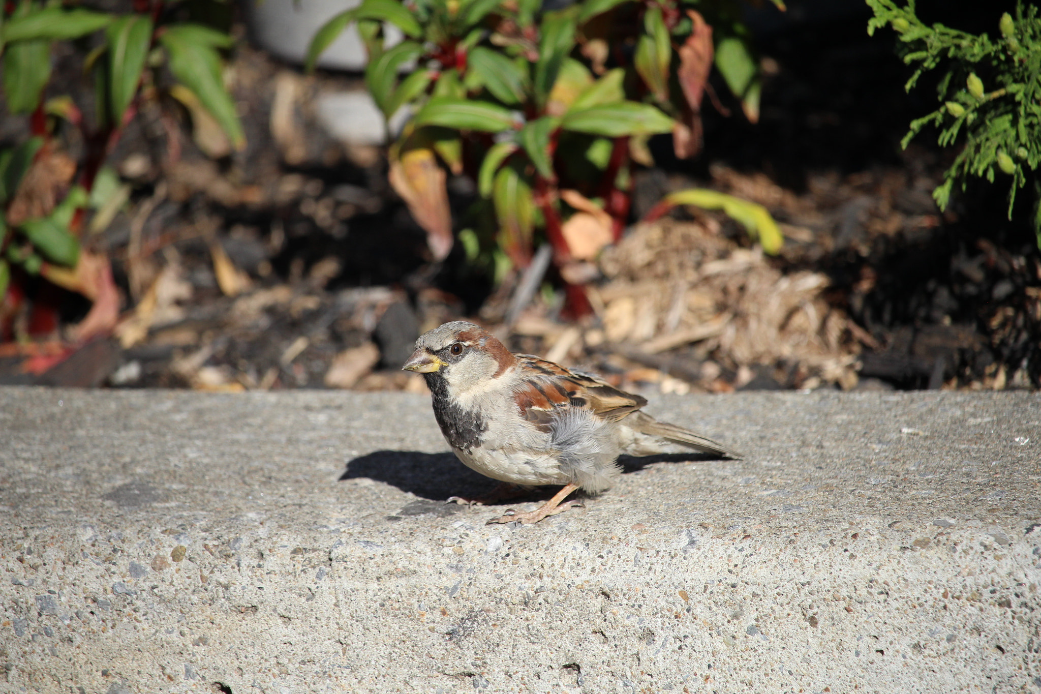 Canon EF-S 55-250mm F4-5.6 IS STM sample photo. Lovely bird photography