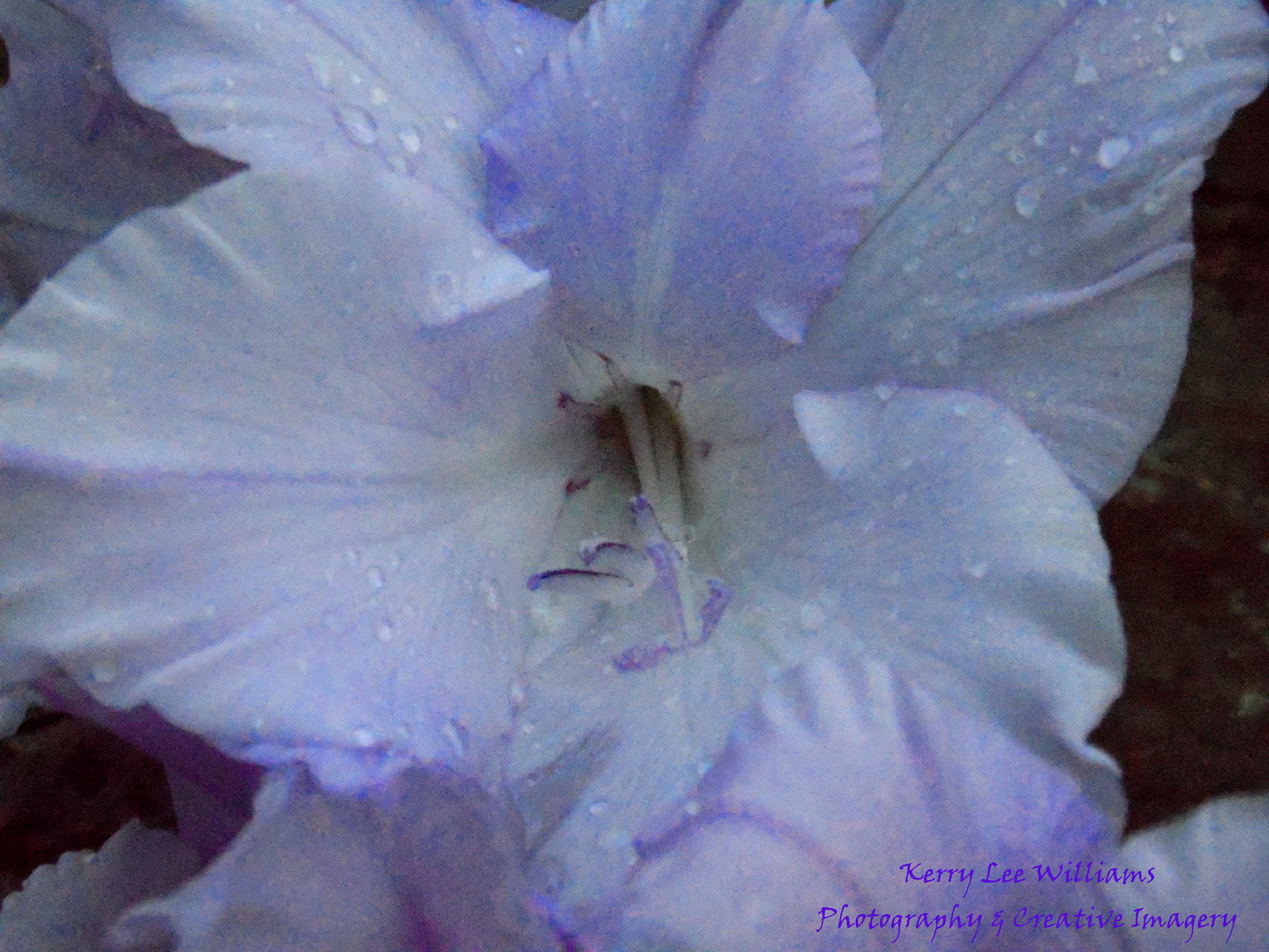 Samsung WB110/  WB111 sample photo. Purple glad photography