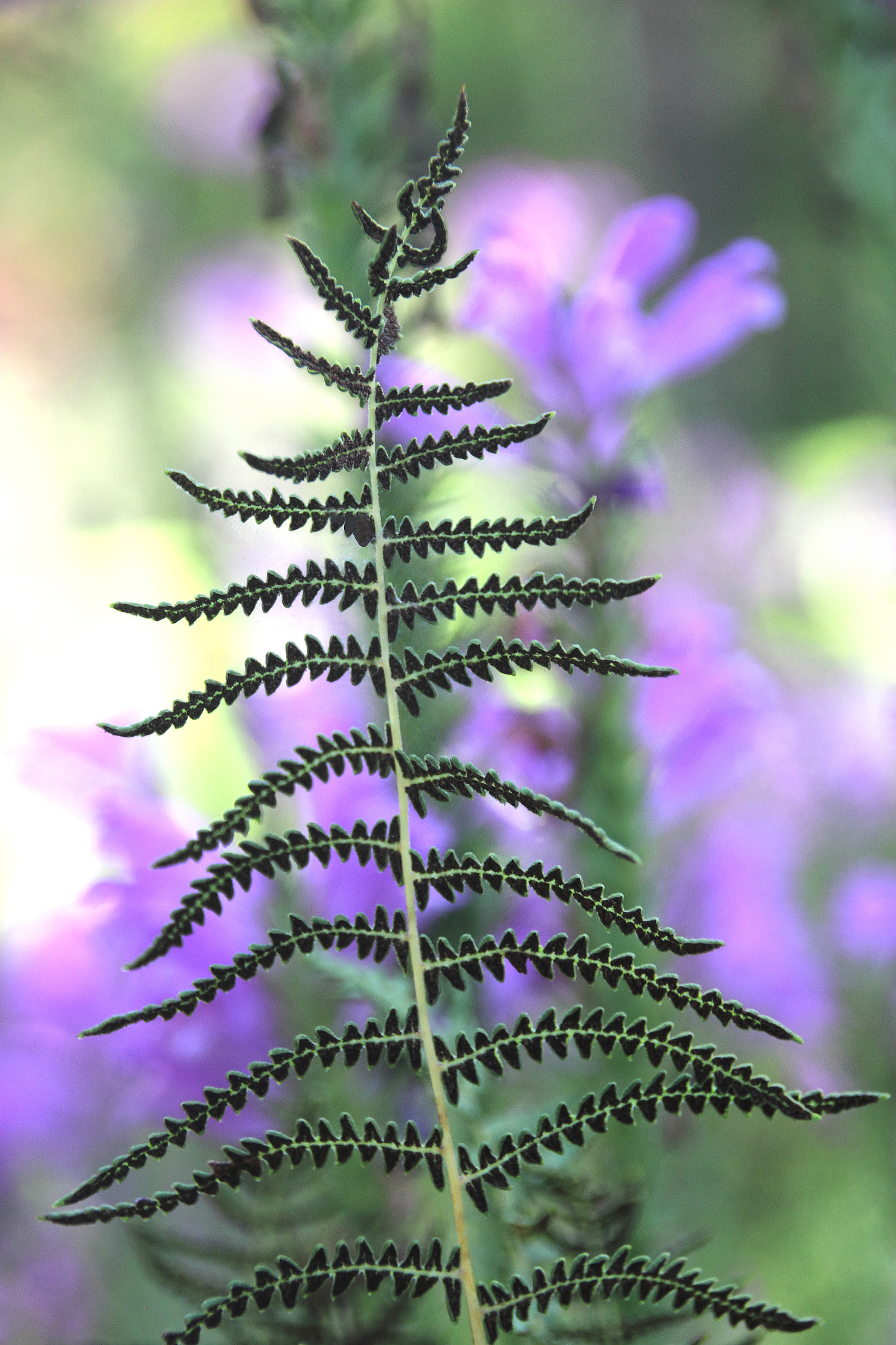 Sigma 18-250mm F3.5-6.3 DC OS HSM sample photo. Singular fern photography