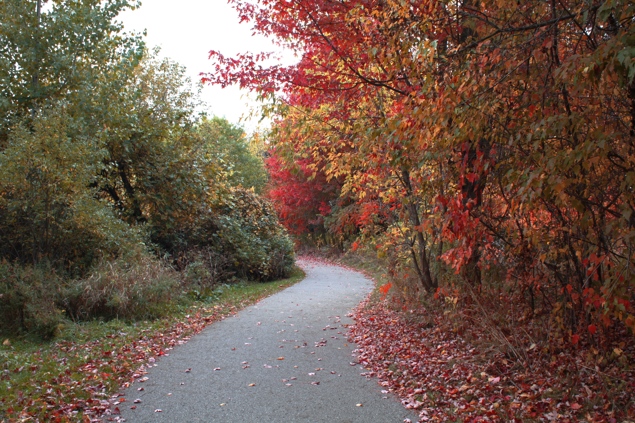 Canon EOS 5D Mark II + Canon EF 28-80mm f/3.5-5.6 USM IV sample photo. Forest diaries photography