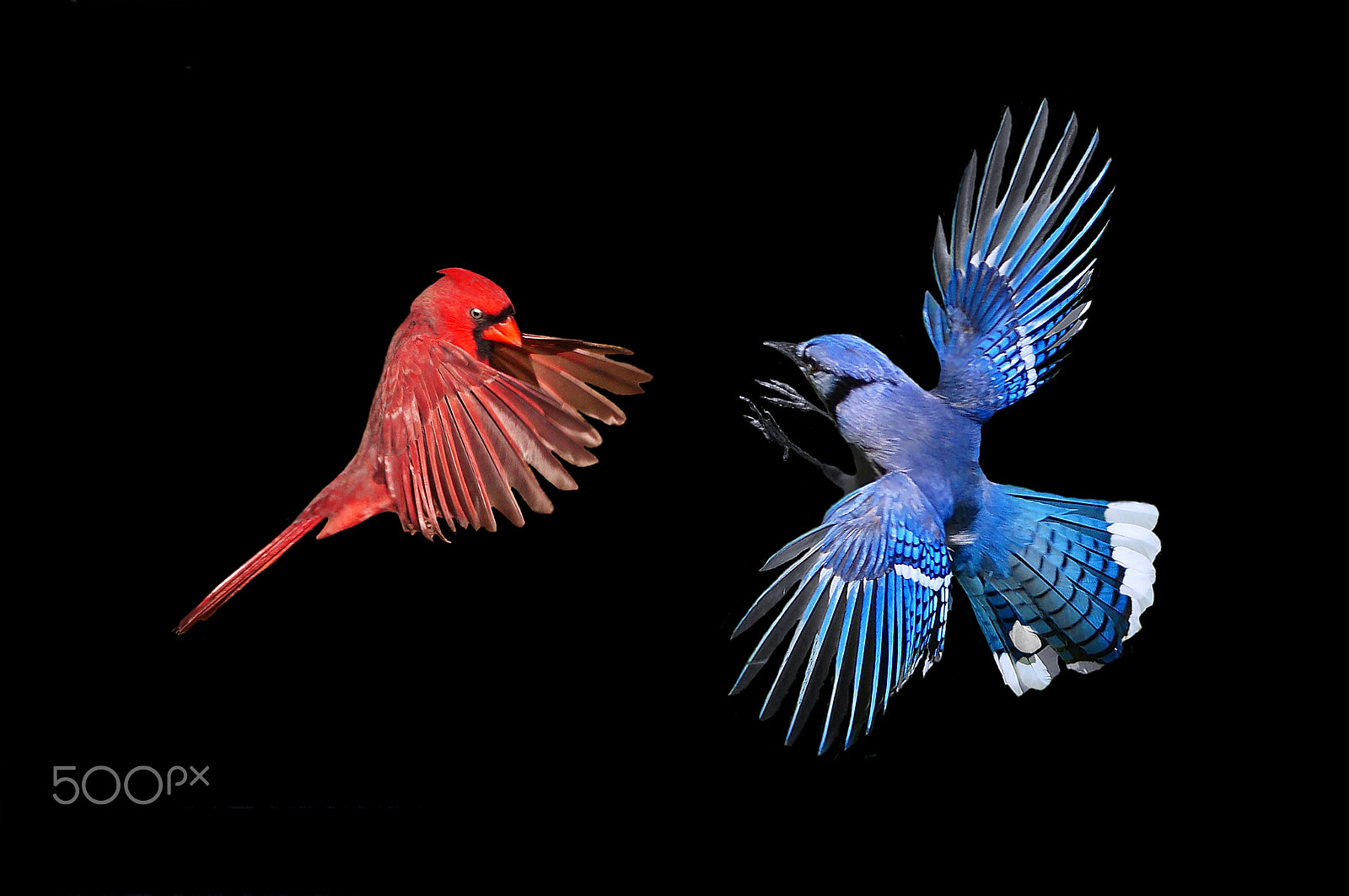 Sony 75-300mm F4.5-5.6 sample photo. Faceoff photography