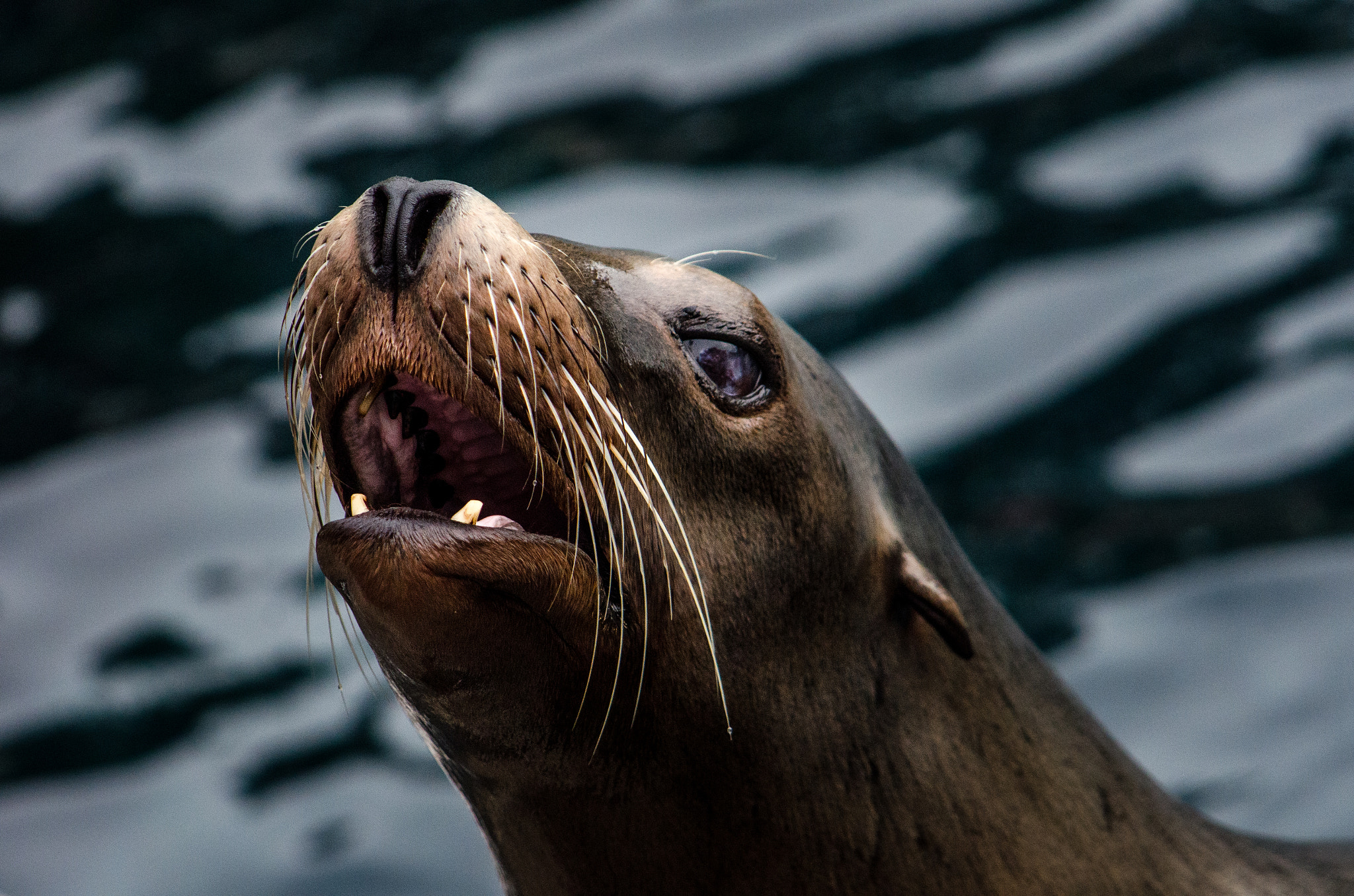 AF Zoom-Nikkor 24-120mm f/3.5-5.6D IF sample photo. Talking seal photography