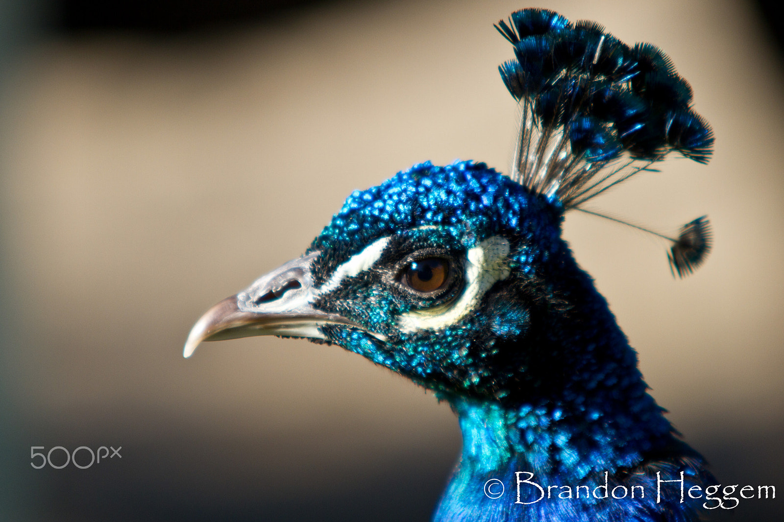 Sigma 70-200mm F2.8 EX DG OS HSM sample photo. Img photography