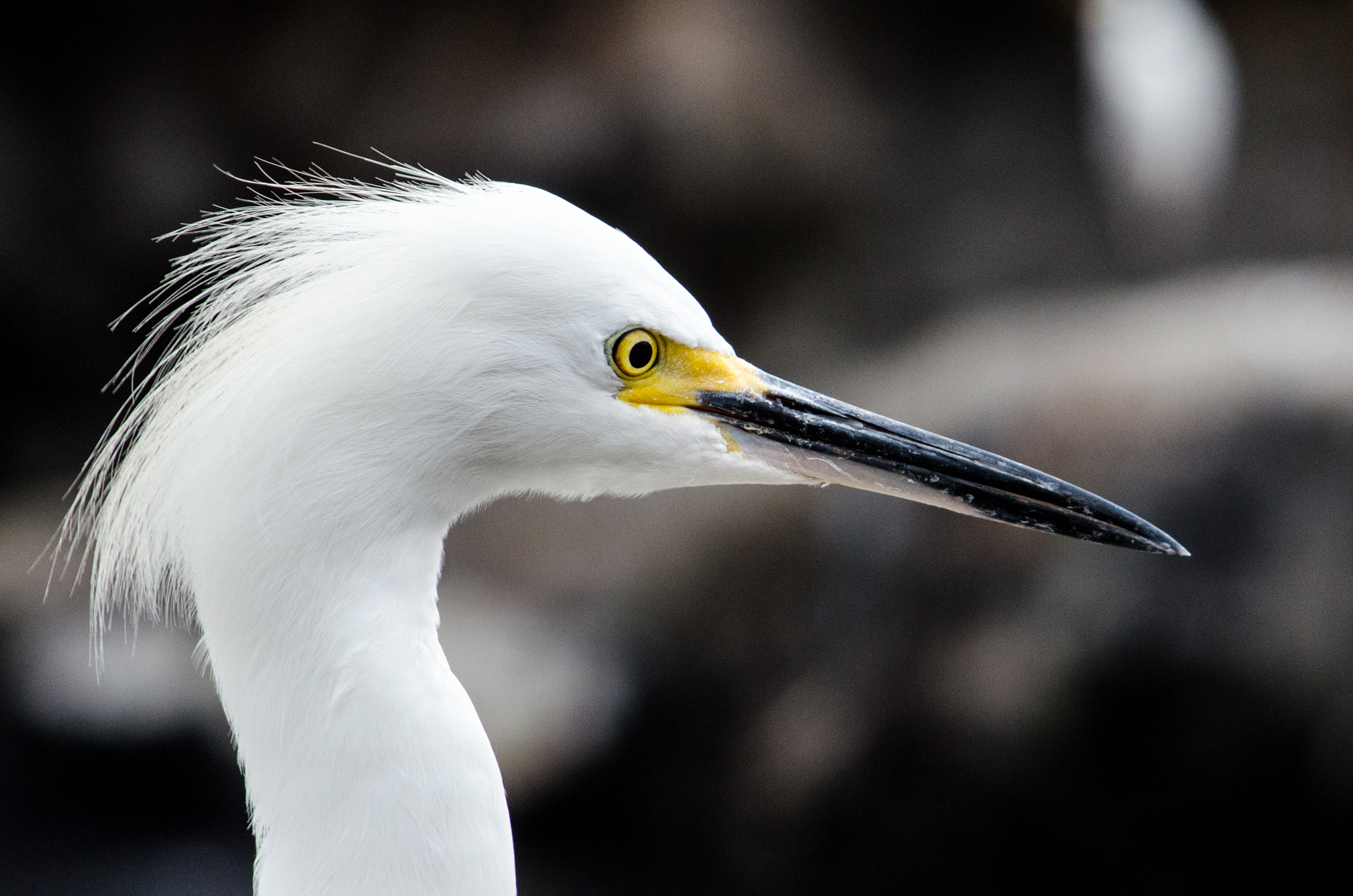 AF Zoom-Nikkor 24-120mm f/3.5-5.6D IF sample photo. Egret photography