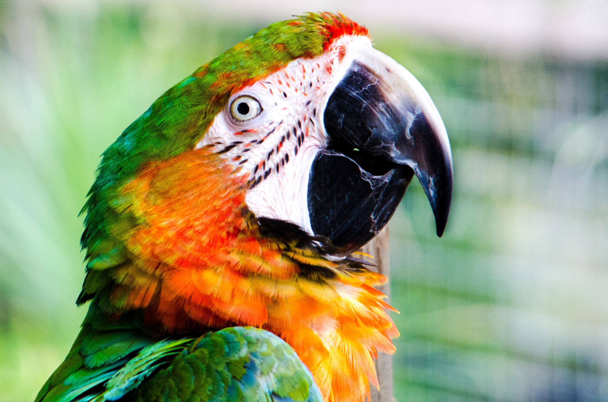 AF Zoom-Nikkor 24-120mm f/3.5-5.6D IF sample photo. Macaw photography