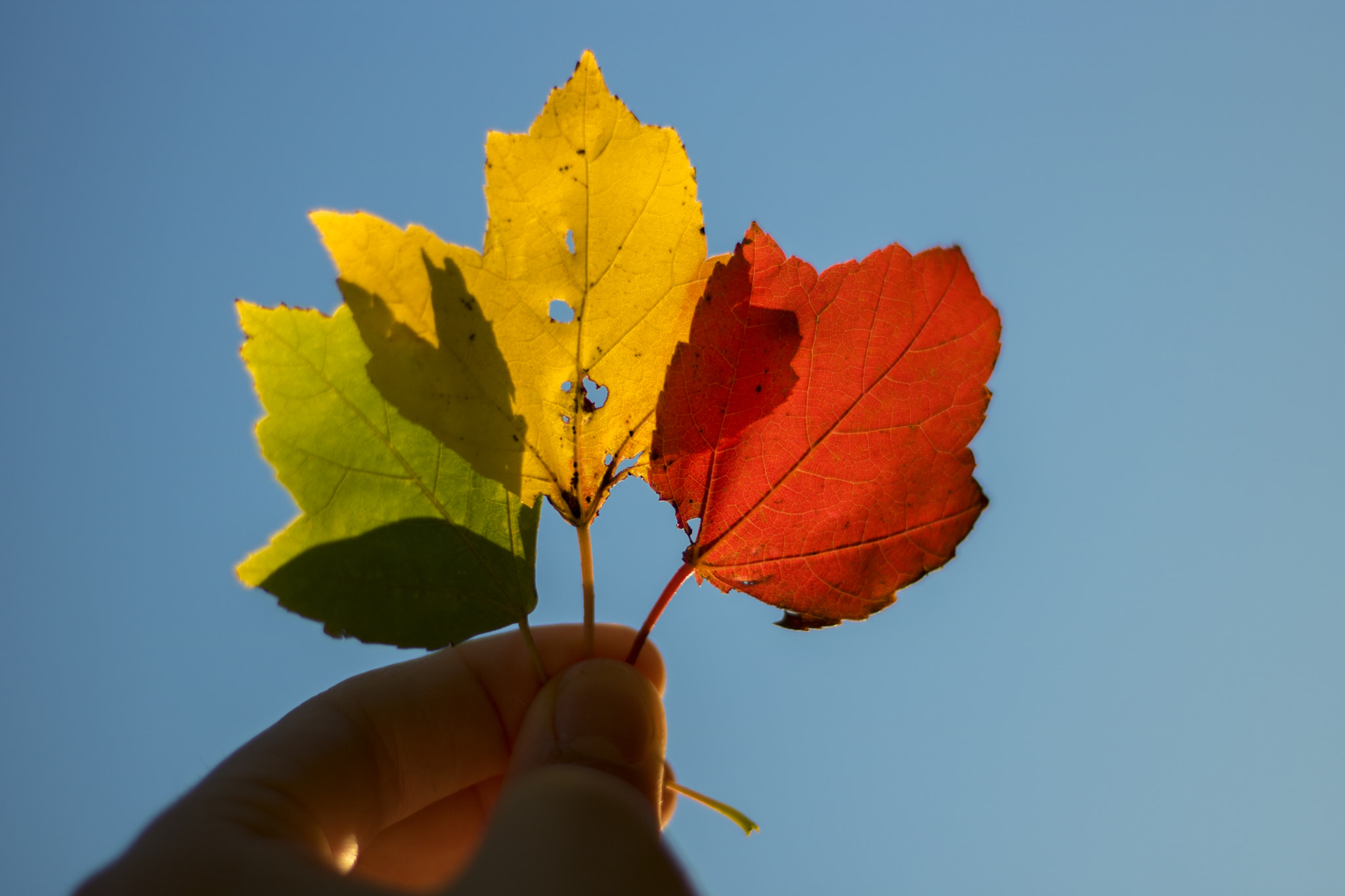 Canon EOS 760D (EOS Rebel T6s / EOS 8000D) sample photo. Fall palette photography