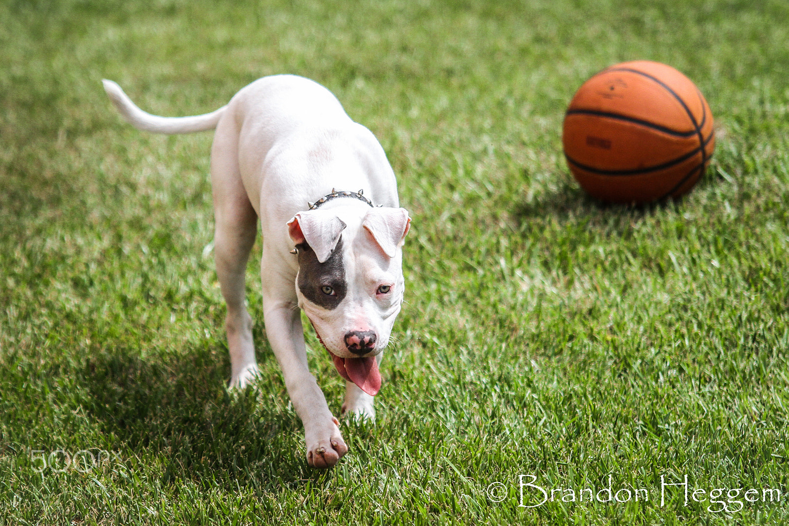 Sigma 70-200mm F2.8 EX DG OS HSM sample photo. Img photography