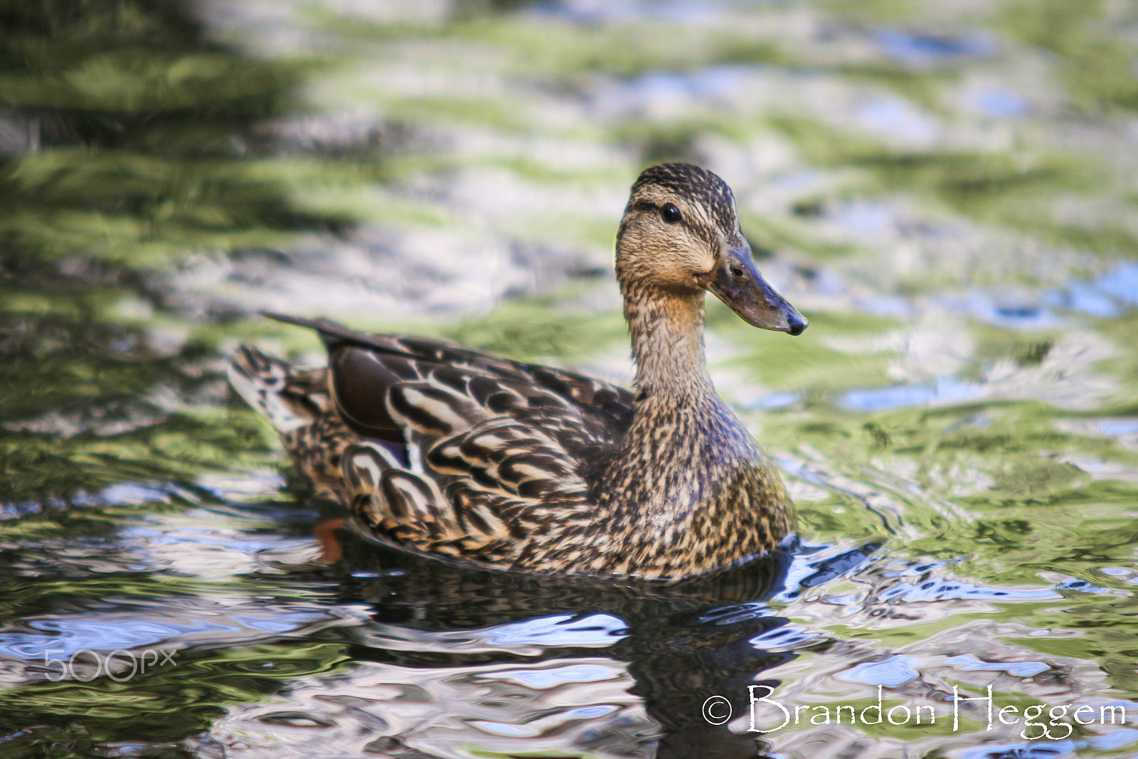 Sigma 70-200mm F2.8 EX DG OS HSM sample photo. Img photography