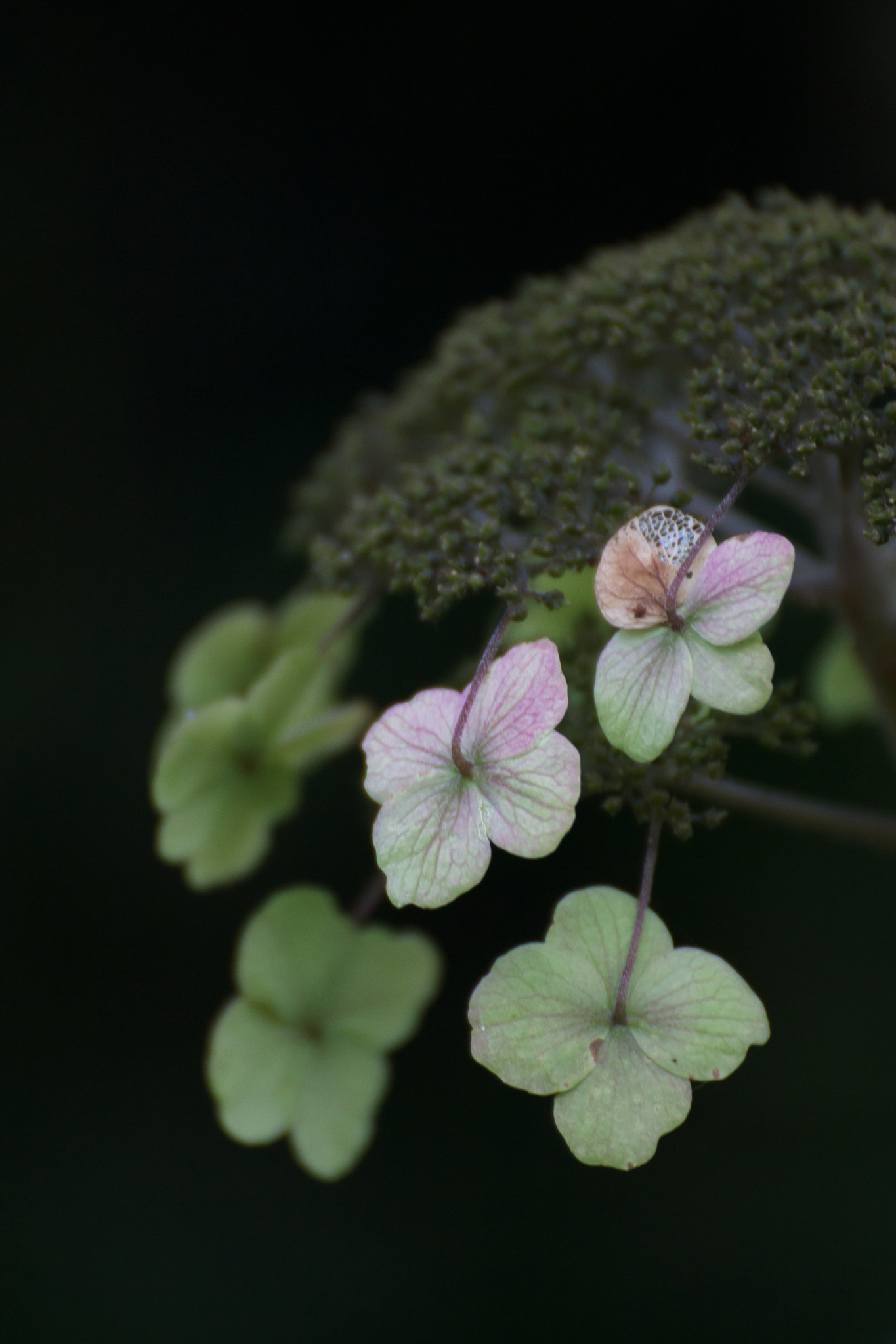 Tamron SP 35mm F1.8 Di VC USD sample photo. La reminiscencia photography