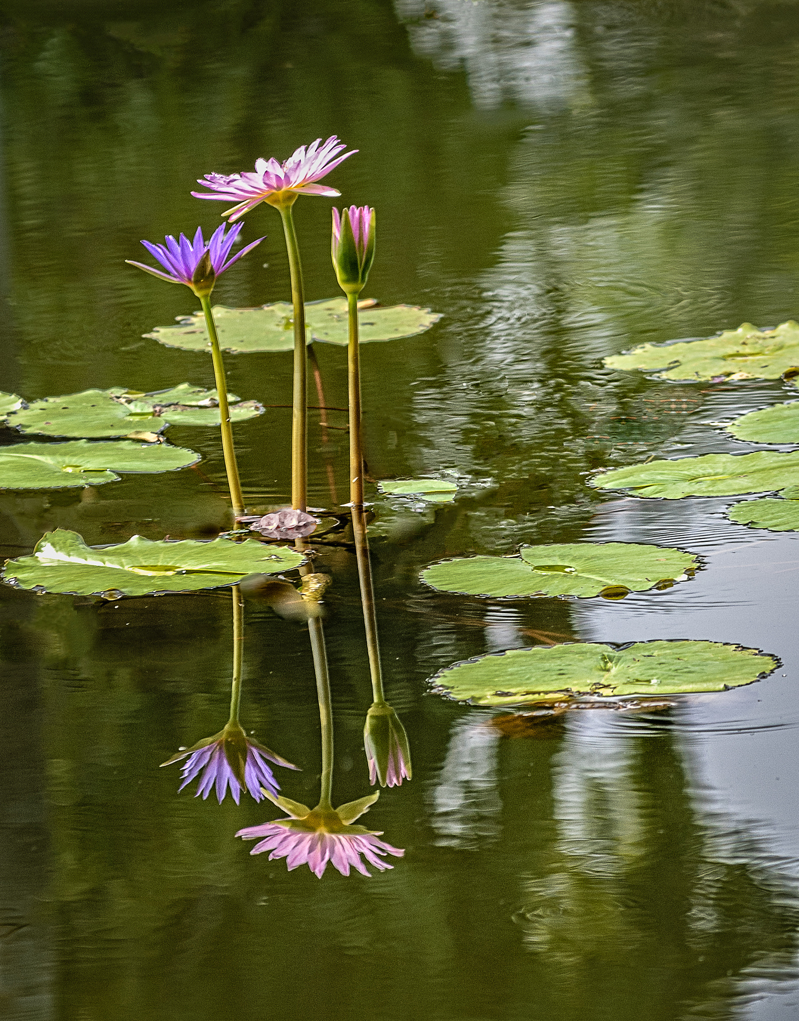 Nikon D40X sample photo. Reflection photography