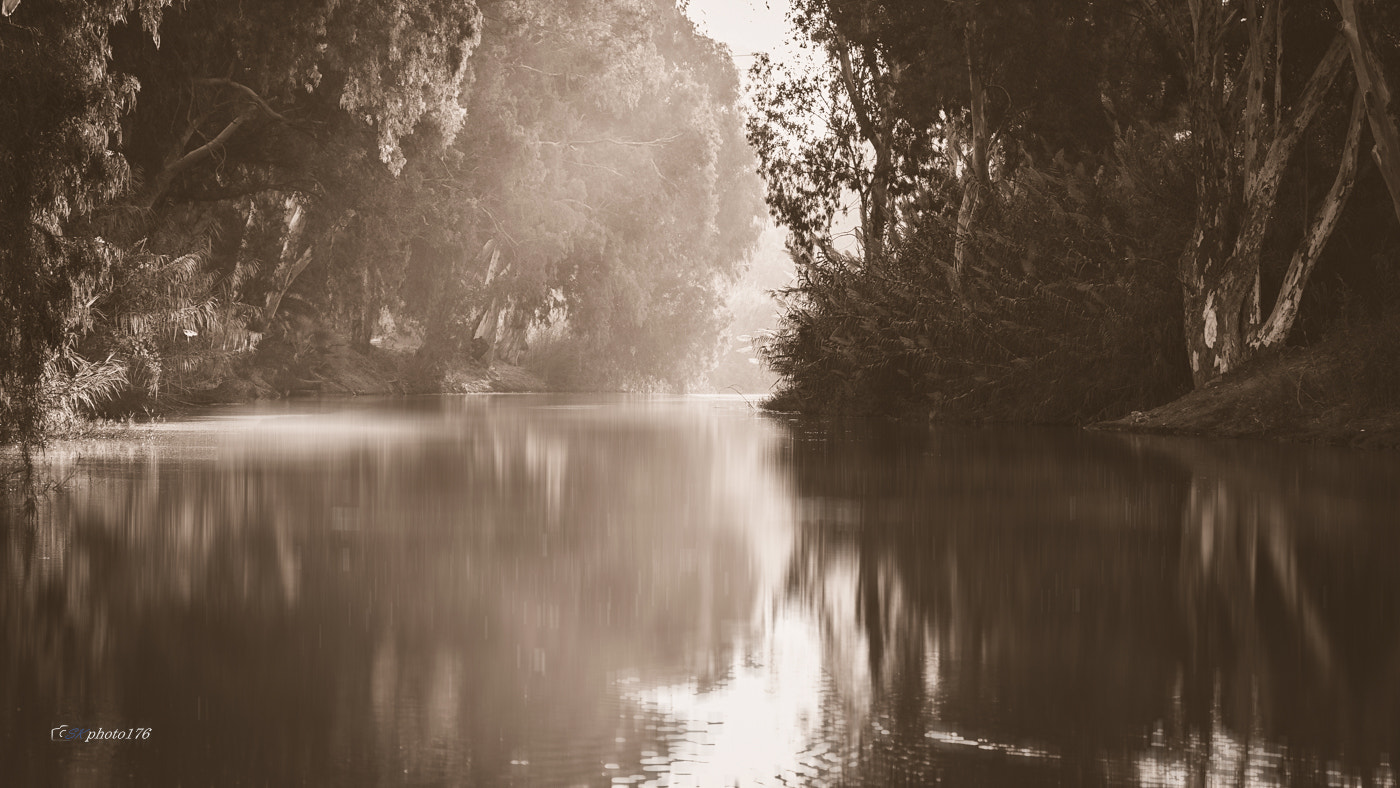 Canon EOS 7D Mark II + Tamron SP 35mm F1.8 Di VC USD sample photo. Morning forest photography